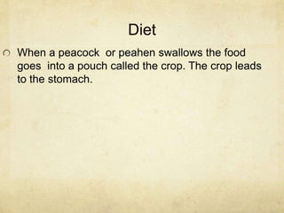 DietWhen a peacock  or peahen swallows the food goes  into a pouch called the crop. The crop leads to the stomach.