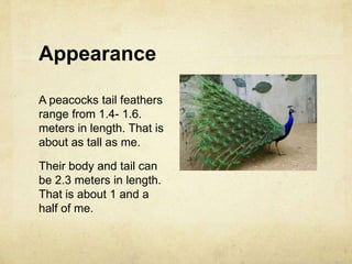 Appearance,[object Object],A peacocks tail feathers range from 1.4- 1.6.  meters in length. That is about as tall as me.,[object Object],Their body and tail can be 2.3 meters in length. That is about 1 and a half of me.,[object Object]