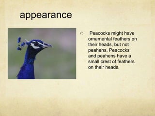 appearance,[object Object], Peacocks might have ornamental feathers on their heads, but not peahens. Peacocks and peahens have a small crest of feathers on their heads.,[object Object]