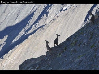 Etagne (femelle du Bouquetin) 