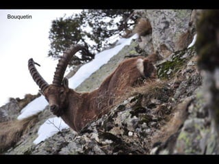 Bouquetin 