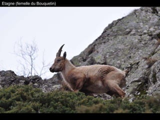Etagne (femelle du Bouquetin) 