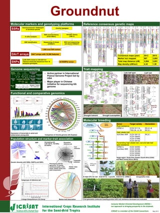 Groundnut
Consensus maps (year) 2012 2013
Marker loci mapped 897 3,693
Total map distance (cM) 3,864 2,651
Map density (cM/loci) 4.42 1.39
Molecular markers and genotyping platforms
SSRs
90 KASPar assaysSNPs
DArT arrays DArT arrays with 15,360 features
8,486 SNPs based on 454 GS FLX
Titanium transcript sequences from 19
tetraploid genotypes
SSR enriched library
(ICGV 86031)
Sequencing of clones
(ICRISAT)
BAC-end sequencing
(UC-Davis/ ICRISAT)
1,500 novel SSR markers
Aeschynomenoid / Dalbergoid
& Genistoid species
SSR identification
Arachis hypogaea
In silico analysis
Molecular breeding
 Active partner in International
Peanut Genome Project led by
USA
 Major player in Chinese
initiative for sequencing AA
genome
Functional and comparative genomics
Comparison of Arachis genome with Soybean
Population structure and marker-trait association
Trait mappingGenome sequencing
Linkage disequilibrium (LD) decay
DArT
SSR
00.1
SNP
Reference consensus genetic maps
Expression of transcripts in aerial and
subterranean young pods
10X BAC library
(TMV 2)
Subgroups of reference set
Genetic diversity with SSRs, DARTs and SNPs
Global / base
collection
Composite
collection
Core
collection
Phenotyping data for
agronomic, oil quality,
nutritional quality, biotic
stress, abiotic stress and
yield components
Groundnut
reference set
Genotyping with
4,597 DArTs, 154 SSRs,
90 KASPar
Drought tolerant Drought susceptible
Late leaf spot Leaf rust
A major QTL for rust
PVE up to
82.96%
First generation molecular breeding product with rust resistance developed and evaluated
Donor Target variety Generation
Rust resistance
GPBD 4 ICGV 91114,
TAG 24, JL 24
BC2F6 &
BC3F5
High oleate trait
SunOleic 95R ICGV 06110,
ICGV 06420,
ICGV 07368,
ICGV 06142
BC2F1
Pyramiding high oleate trait, rust and late leaf
spot resistance
GPBD 4,
SunOleic 95R
ICGV 00350,
ICGV 02266,
ICGV 03128,
ICGV 03042,
ICGV 05155
F1
Target region: South Asia, Eastern South Africa (ESA)
and West Central Africa (WCA)
ICGV 91114 + rust QTL Introgression linesICGV 91114 GPBD 4
Marker-trait association
Inclusive Market-Oriented Development (IMOD) –
our approach to bringing prosperity in the drylands.
ICRISAT is a member of the CGIAR Consortium. May 2013
 