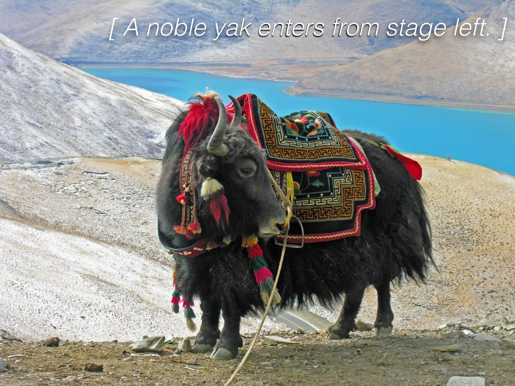 [ A noble yak enters from stage left. ]
 