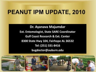 PEANUT IPM UPDATE, 2010 Dr. Ayanava Majumdar Ext. Entomologist, State SARE Coordinator Gulf Coast Research & Ext. Center 8300 State Hwy 104, Fairhope AL 36532 Tel: (251) 331-8416 bugdoctor@auburn.edu 