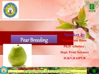 PearBreeding
1
Speaker by
Gangaram Rana
Ph.D scholars .
Dept. Fruit Sciences
IGKV,RAIPUR
 