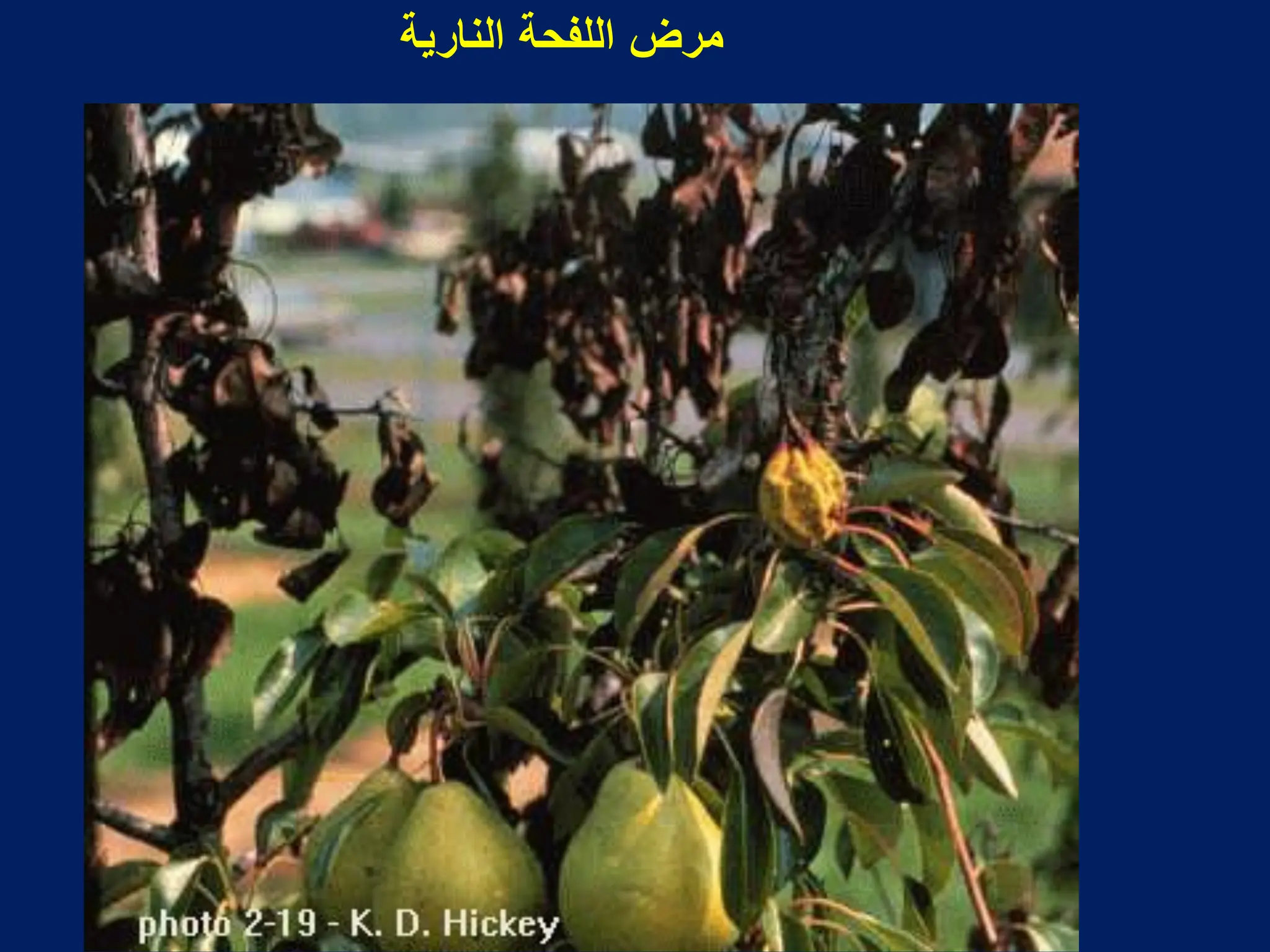 ‫النارٌة‬ ‫اللفحة‬ ‫مرض‬
 