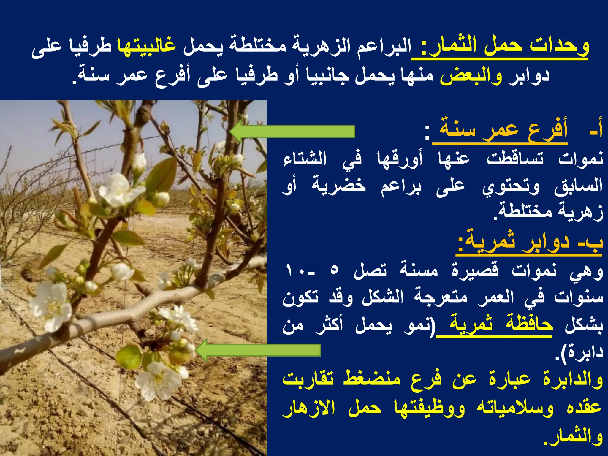 -‫أ‬
‫أفرع‬
‫عمر‬
‫سنة‬
:
‫نموات‬
‫تساقطت‬
‫عنها‬
‫أورقها‬
ً‫ف‬
‫الشتاء‬
‫السابق‬
‫وتحتوي‬
‫على‬
‫براعم‬
‫خضرٌة‬
‫أو‬
‫زهرٌة‬
‫مختلطة‬
.
‫ب‬
-
‫دوابر‬
‫ثمرٌة‬
:
ً‫وه‬
‫نموات‬
‫قصٌرة‬
‫مسنة‬
‫تصل‬
٥
-
١٠
‫سنوات‬
ً‫ف‬
‫العمر‬
‫متعرجة‬
‫الشكل‬
‫وقد‬
‫تكون‬
‫بشكل‬
‫حافظة‬
‫ثمرٌة‬
(
‫نمو‬
‫ٌحمل‬
‫أكثر‬
‫من‬
‫دابرة‬
)
.
‫والدابرة‬
‫عبارة‬
‫عن‬
‫فرع‬
‫منضؽط‬
‫تقاربت‬
‫عقده‬
‫وسالمٌاته‬
‫ووظٌفتها‬
‫حمل‬
‫االزهار‬
‫والثمار‬
.
‫الثمار‬ ‫حمل‬ ‫وحدات‬
:
‫ٌحمل‬ ‫مختلطة‬ ‫الزهرٌة‬ ‫البراعم‬
‫ؼالبٌتها‬
‫على‬ ‫طرفٌا‬
‫دوابر‬
‫والبعض‬
‫سنة‬ ‫عمر‬ ‫أفرع‬ ‫على‬ ‫طرفٌا‬ ‫أو‬ ‫جانبٌا‬ ‫ٌحمل‬ ‫منها‬
.
 
