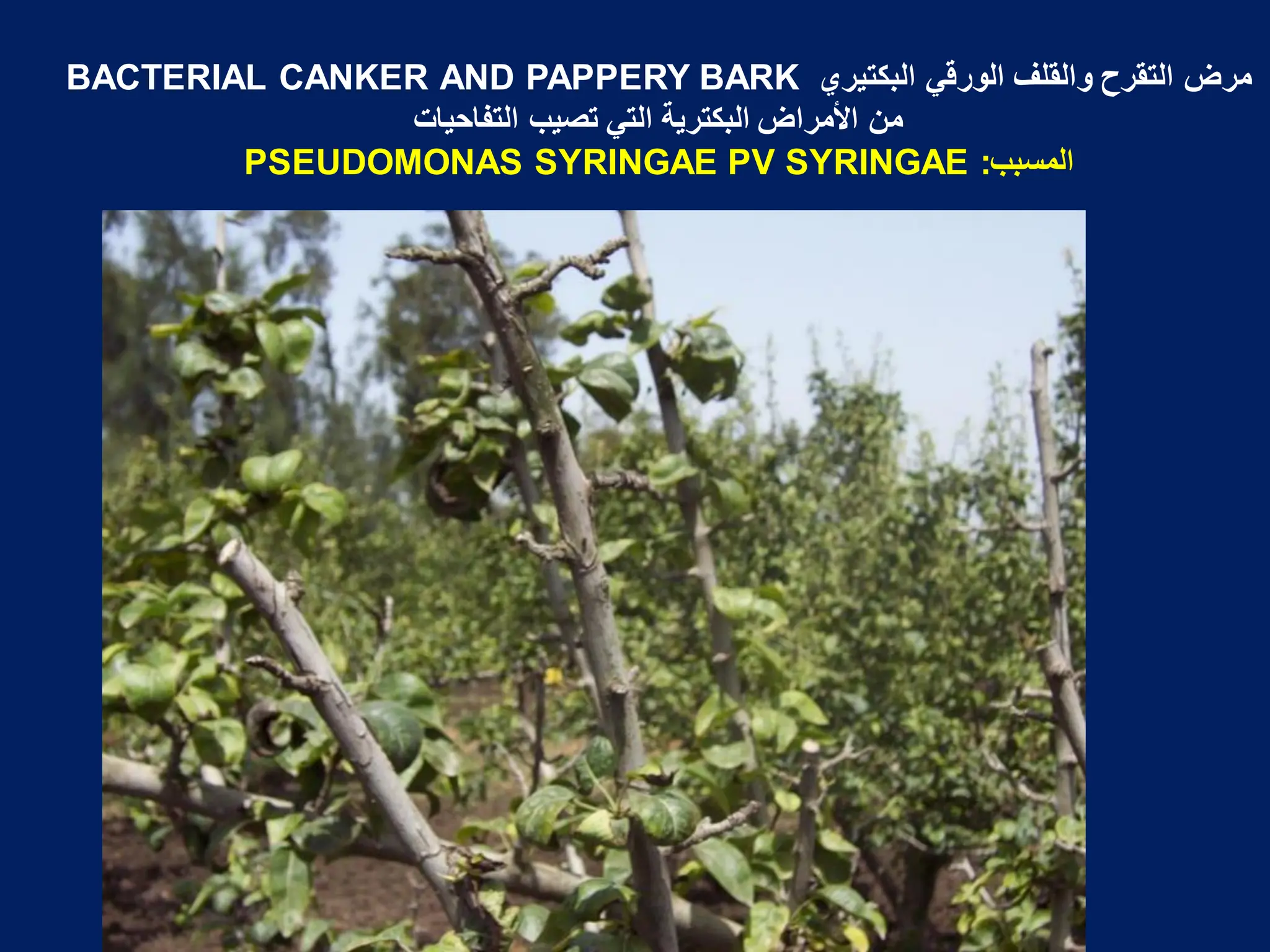‫البكتٌري‬ ً‫الورق‬ ‫والقلؾ‬ ‫التقرح‬ ‫مرض‬
BACTERIAL CANKER AND PAPPERY BARK
‫التفاحٌات‬ ‫تصٌب‬ ً‫الت‬ ‫البكترٌة‬ ‫األمراض‬ ‫من‬
‫المسبب‬
:
PSEUDOMONAS SYRINGAE PV SYRINGAE
 