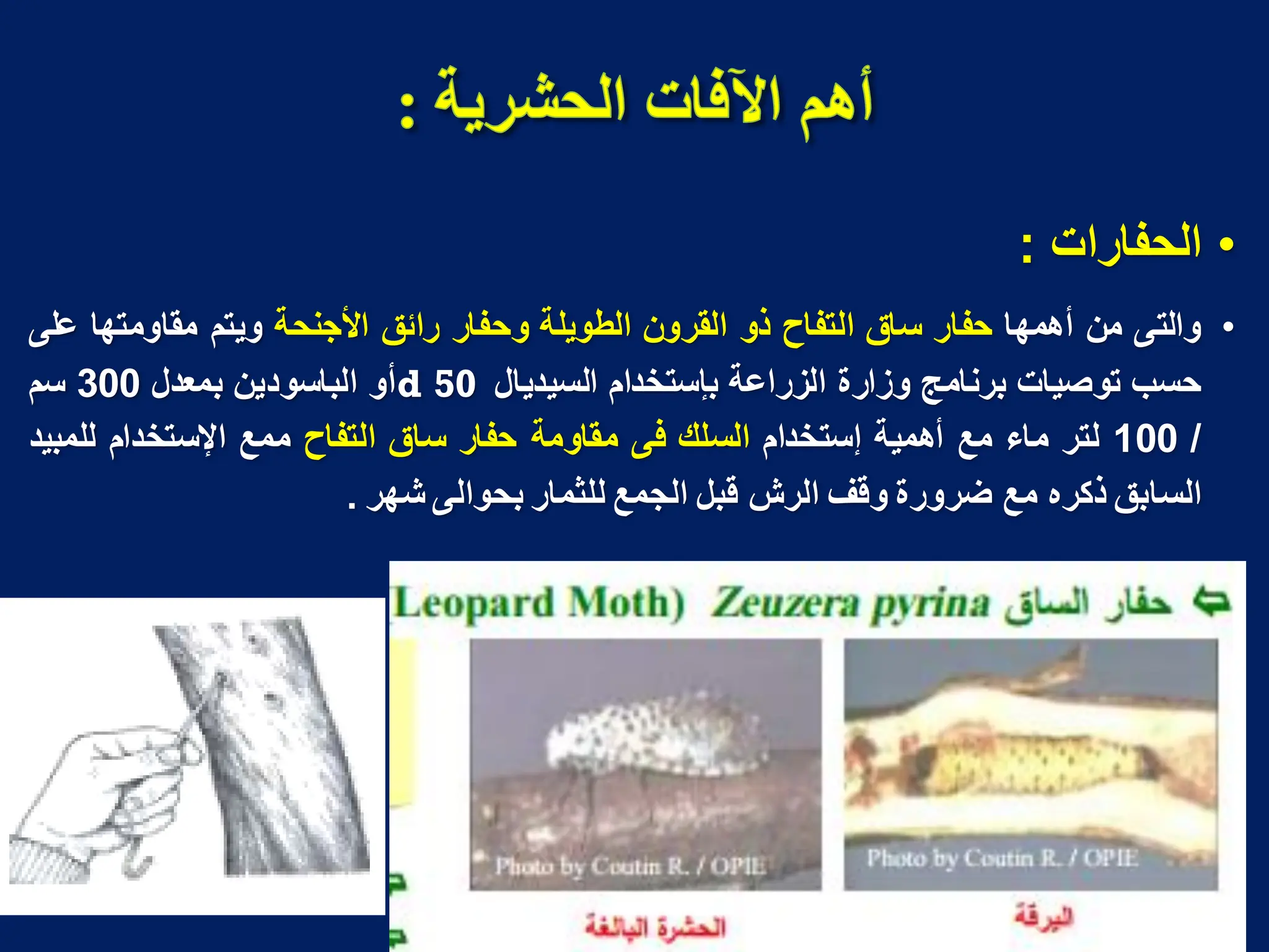 •
‫الحفارات‬
:
•
‫والتى‬
‫من‬
‫أهمها‬
‫حفار‬
‫ساق‬
‫التفاح‬
‫ذو‬
‫القرون‬
‫الطوٌلة‬
‫وحفار‬
‫رائق‬
‫األجنحة‬
‫وٌتم‬
‫مقاومتها‬
‫على‬
‫حسب‬
‫توصٌات‬
‫برنامج‬
‫وزارة‬
‫الزراعة‬
‫بإستخدام‬
‫السٌدٌال‬
d 50
‫أو‬
‫الباسودٌن‬
‫بمعدل‬
300
‫سم‬
/
100
‫لتر‬
‫ماء‬
‫مع‬
‫أهمٌة‬
‫إستخدام‬
‫السلك‬
‫فى‬
‫مقاومة‬
‫حفار‬
‫ساق‬
‫التفاح‬
‫ممع‬
‫اإلستخدام‬
‫للمبٌد‬
‫السابق‬
‫ذكره‬
‫مع‬
‫ضرورة‬
‫وقؾ‬
‫الرش‬
‫قبل‬
‫الجمع‬
‫للثمار‬
‫بحوالى‬
‫شهر‬
.
 