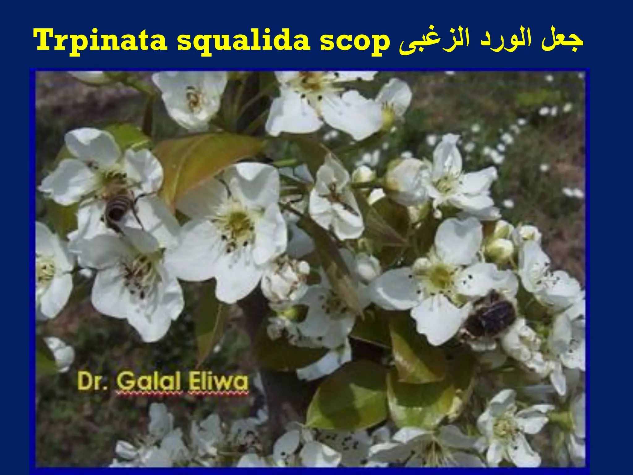 ‫الزؼبى‬ ‫الورد‬ ‫جعل‬
Trpinata squalida scop
 