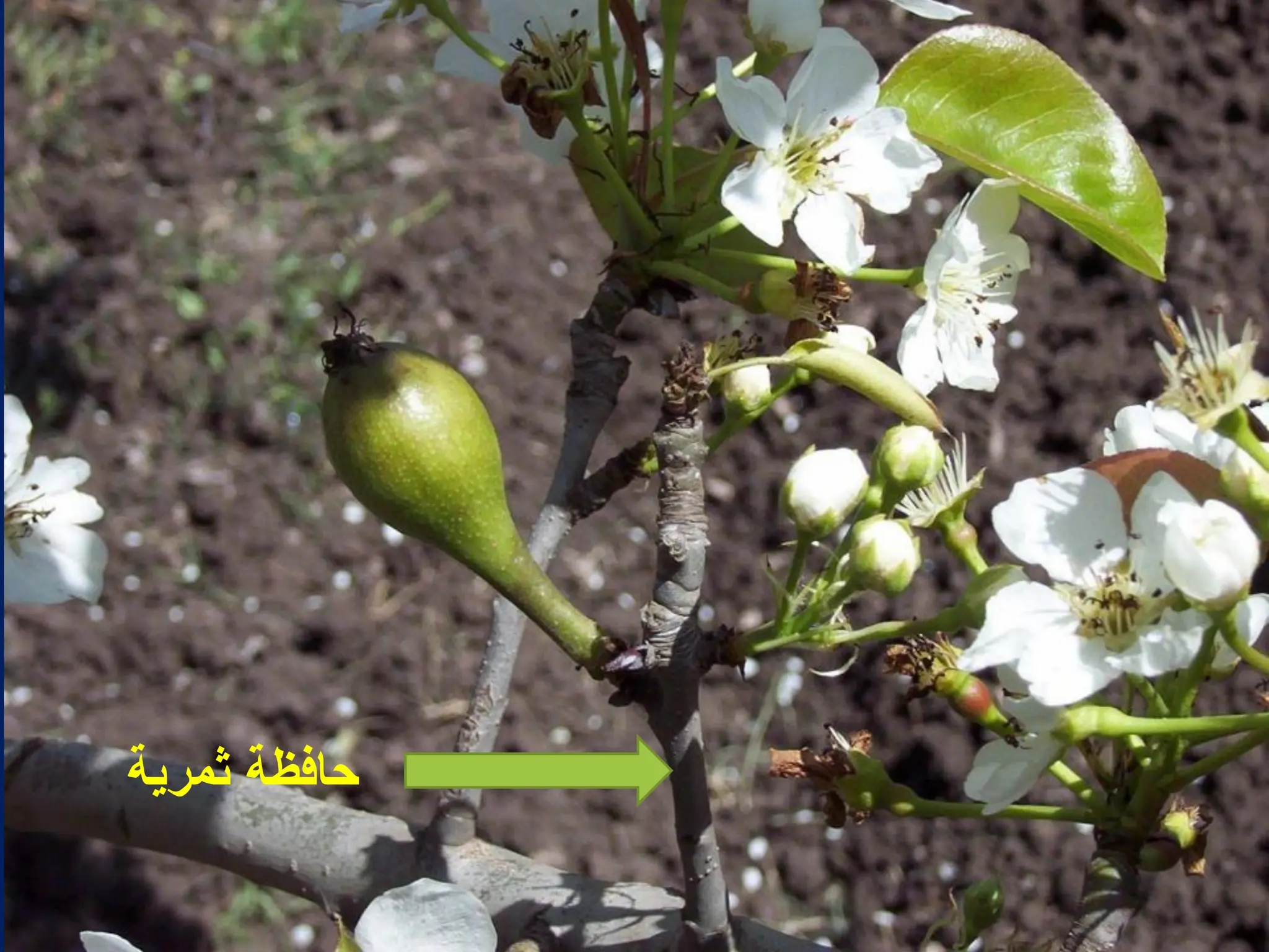 ‫ثمرٌة‬ ‫حافظة‬
 