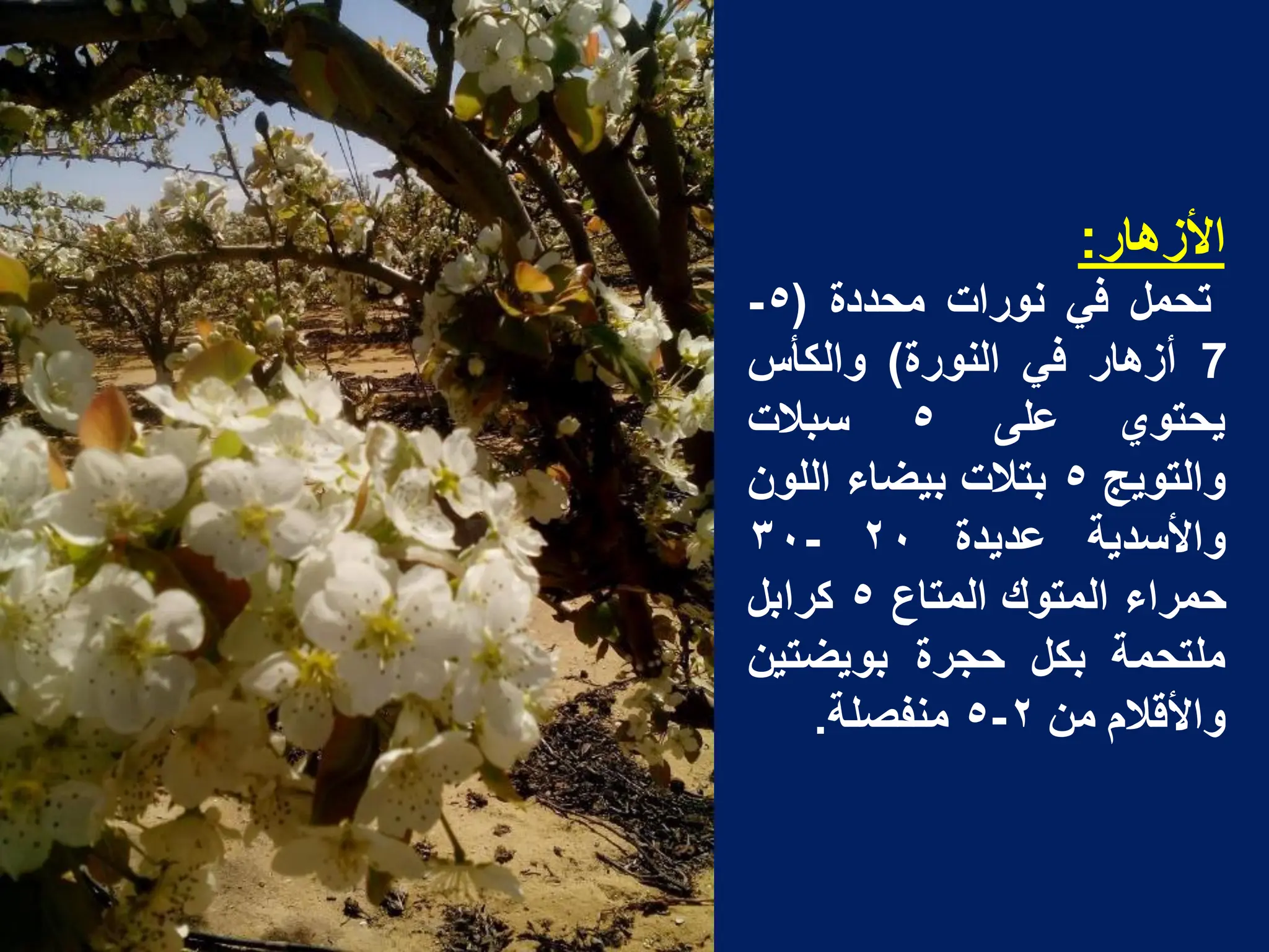 ‫األزهار‬
:
‫تحمل‬
ً‫ف‬
‫نورات‬
‫محددة‬
(
٥
-
7
‫أزهار‬
ً‫ف‬
‫النورة‬
)
‫والكأس‬
‫ٌحتوي‬
‫على‬
٥
‫سبالت‬
‫والتوٌج‬
٥
‫بتالت‬
‫بٌضاء‬
‫اللون‬
‫واألسدٌة‬
‫عدٌدة‬
٢٠
-
٣٠
‫حمراء‬
‫المتوك‬
‫المتاع‬
٥
‫كرابل‬
‫ملتحمة‬
‫بكل‬
‫حجرة‬
‫بوٌضتٌن‬
‫واألقالم‬
‫من‬
٢
-
٥
‫منفصلة‬
.
 