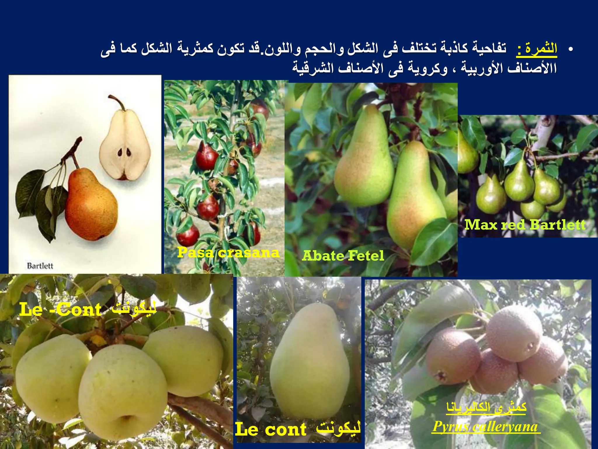 •
‫الثمرة‬
:
‫واللون‬ ‫والحجم‬ ‫الشكل‬ ‫فى‬ ‫تختلؾ‬ ‫كاذبة‬ ‫تفاحٌة‬
.
‫فى‬ ‫كما‬ ‫الشكل‬ ‫كمثرٌة‬ ‫تكون‬ ‫قد‬
‫الشرقٌة‬ ‫األصناؾ‬ ‫فى‬ ‫وكروٌة‬ ، ‫األوربٌة‬ ‫ااألصناؾ‬
Max red Bartlett
Pasa crasana Abate Fetel
‫الكالٌرٌانا‬ ‫كمثرى‬
calleryana
Pyrus
‫لٌكونت‬
Le -Cont
‫لٌكونت‬
Le cont
 