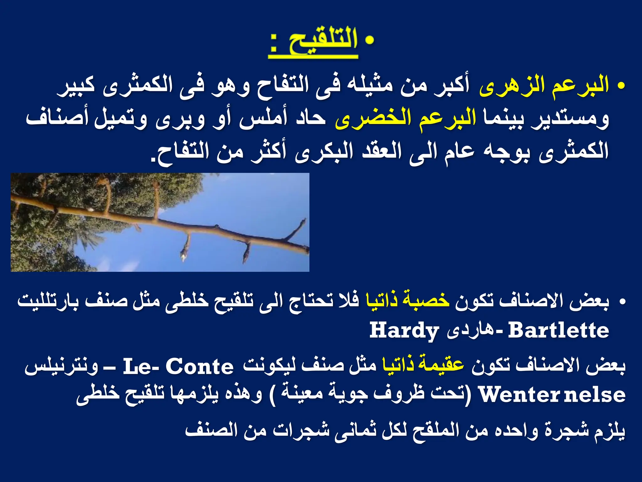 •
‫الزهرى‬ ‫البرعم‬
‫كبٌر‬ ‫الكمثرى‬ ‫فى‬ ‫وهو‬ ‫التفاح‬ ‫فى‬ ‫مثٌله‬ ‫من‬ ‫أكبر‬
‫بٌنما‬ ‫ومستدٌر‬
‫الخضرى‬ ‫البرعم‬
‫أصناؾ‬ ‫وتمٌل‬ ‫وبرى‬ ‫أو‬ ‫أملس‬ ‫حاد‬
‫التفاح‬ ‫من‬ ‫أكثر‬ ‫البكرى‬ ‫العقد‬ ‫الى‬ ‫عام‬ ‫بوجه‬ ‫الكمثرى‬
.
•
‫تكون‬ ‫االصناؾ‬ ‫بعض‬
‫ذاتٌا‬ ‫خصبة‬
‫بارتللٌت‬ ‫صنؾ‬ ‫مثل‬ ‫خلطى‬ ‫تلقٌح‬ ‫الى‬ ‫تحتاج‬ ‫فال‬
Bartlette
-
‫هاردى‬
Hardy
‫تكون‬ ‫االصناؾ‬ ‫بعض‬
‫ذاتٌا‬ ‫عقٌمة‬
‫لٌكونت‬ ‫صنؾ‬ ‫مثل‬
Le- Conte
–
‫ونترنٌلس‬
Wenternelse
(
‫معٌنة‬ ‫جوٌة‬ ‫ظروؾ‬ ‫تحت‬
)
‫خلطى‬ ‫تلقٌح‬ ‫ٌلزمها‬ ‫وهذه‬
‫الصنؾ‬ ‫من‬ ‫شجرات‬ ‫ثمانى‬ ‫لكل‬ ‫الملقح‬ ‫من‬ ‫واحده‬ ‫شجرة‬ ‫ٌلزم‬
 