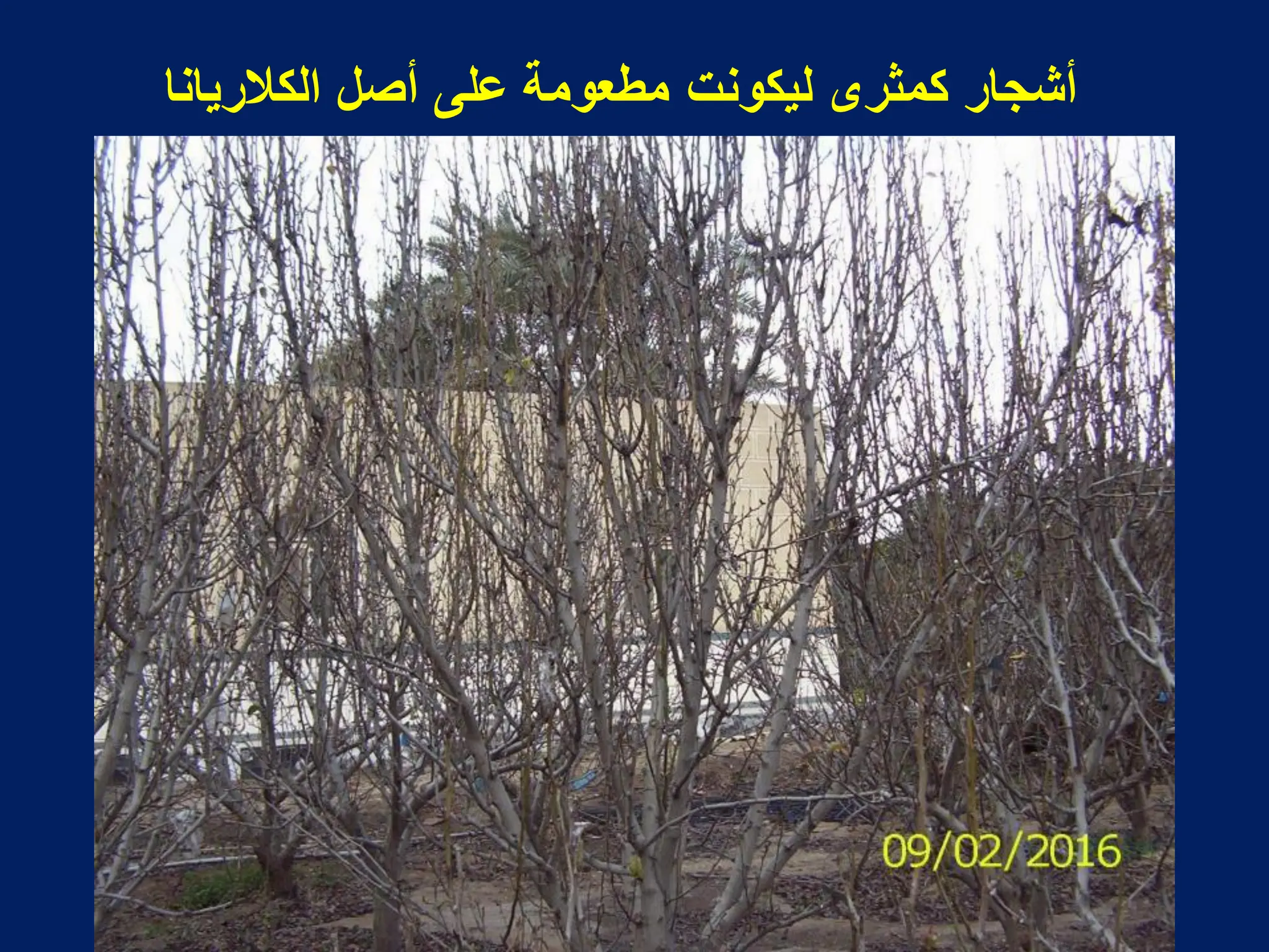 ‫الكالرٌانا‬ ‫أصل‬ ‫على‬ ‫مطعومة‬ ‫لٌكونت‬ ‫كمثرى‬ ‫أشجار‬
 