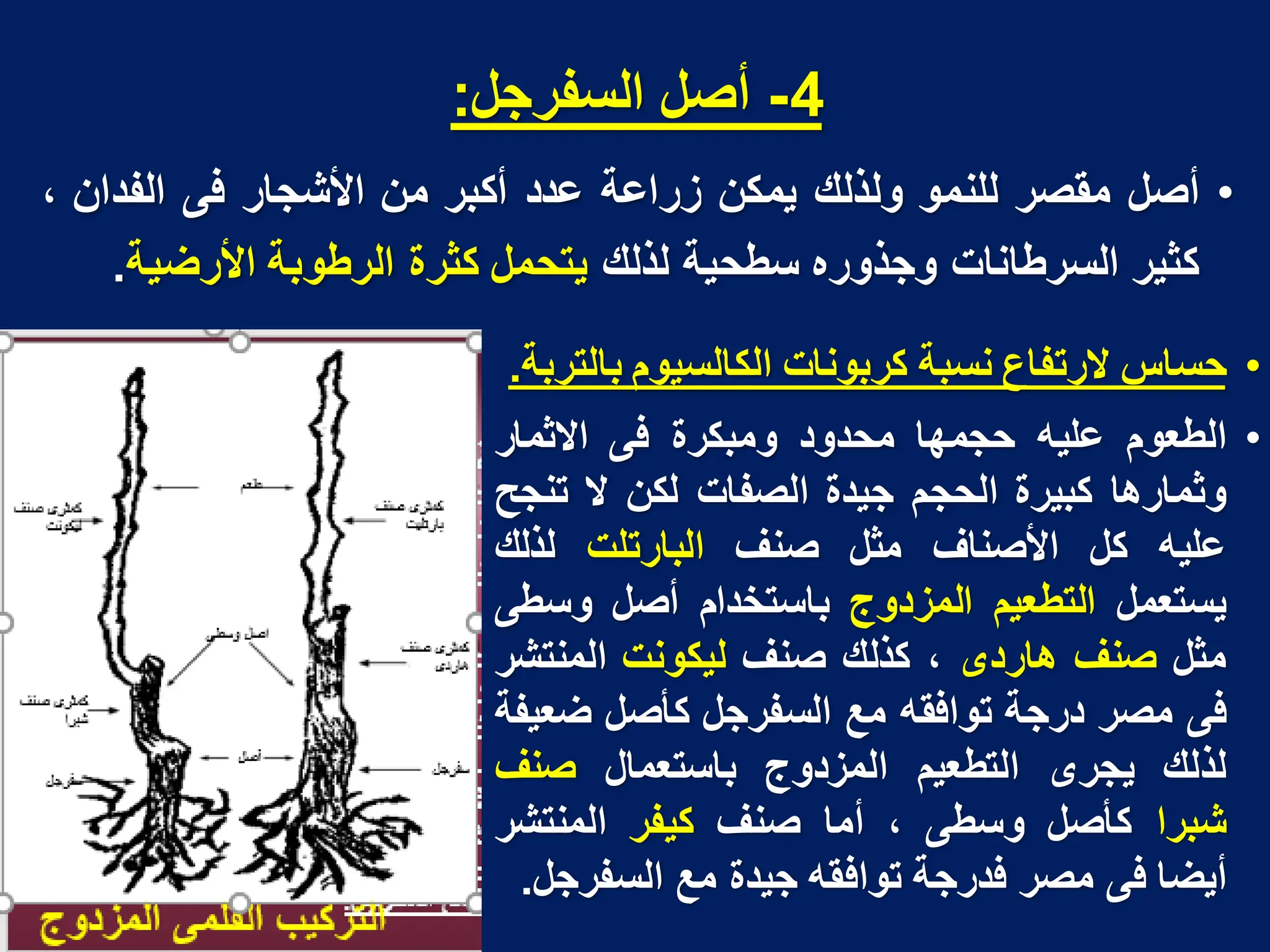 •
‫حساس‬
‫الرتفاع‬
‫نسبة‬
‫كربونات‬
‫الكالسٌوم‬
‫بالتربة‬
.
•
‫الطعوم‬
‫علٌه‬
‫حجمها‬
‫محدود‬
‫ومبكرة‬
‫فى‬
‫االثمار‬
‫وثمارها‬
‫كبٌرة‬
‫الحجم‬
‫جٌدة‬
‫الصفات‬
‫لكن‬
‫ال‬
‫تنجح‬
‫علٌه‬
‫كل‬
‫األصناؾ‬
‫مثل‬
‫صنؾ‬
‫البارتلت‬
‫لذلك‬
‫ٌستعمل‬
‫التطعٌم‬
‫المزدوج‬
‫باستخدام‬
‫أصل‬
‫وسطى‬
‫مثل‬
‫صنؾ‬
‫هاردى‬
،
‫كذلك‬
‫صنؾ‬
‫لٌكونت‬
‫المنتشر‬
‫فى‬
‫مصر‬
‫درجة‬
‫توافقه‬
‫مع‬
‫السفرجل‬
‫كأصل‬
‫ضعٌفة‬
‫لذلك‬
‫ٌجرى‬
‫التطعٌم‬
‫المزدوج‬
‫باستعمال‬
‫صنؾ‬
‫شبرا‬
‫كأصل‬
‫وسطى‬
،
‫أما‬
‫صنؾ‬
‫كٌفر‬
‫المنتشر‬
‫أٌضا‬
‫فى‬
‫مصر‬
‫فدرجة‬
‫توافقه‬
‫جٌدة‬
‫مع‬
‫السفرجل‬
.
4
-
‫أصل‬
‫السفرجل‬
:
•
‫أصل‬
‫مقصر‬
‫للنمو‬
‫ولذلك‬
‫ٌمكن‬
‫زراعة‬
‫عدد‬
‫أكبر‬
‫من‬
‫األشجار‬
‫فى‬
‫الفدان‬
،
‫كثٌر‬
‫السرطانات‬
‫وجذوره‬
‫سطحٌة‬
‫لذلك‬
‫ٌتحمل‬
‫كثرة‬
‫الرطوبة‬
‫األرضٌة‬
.
 