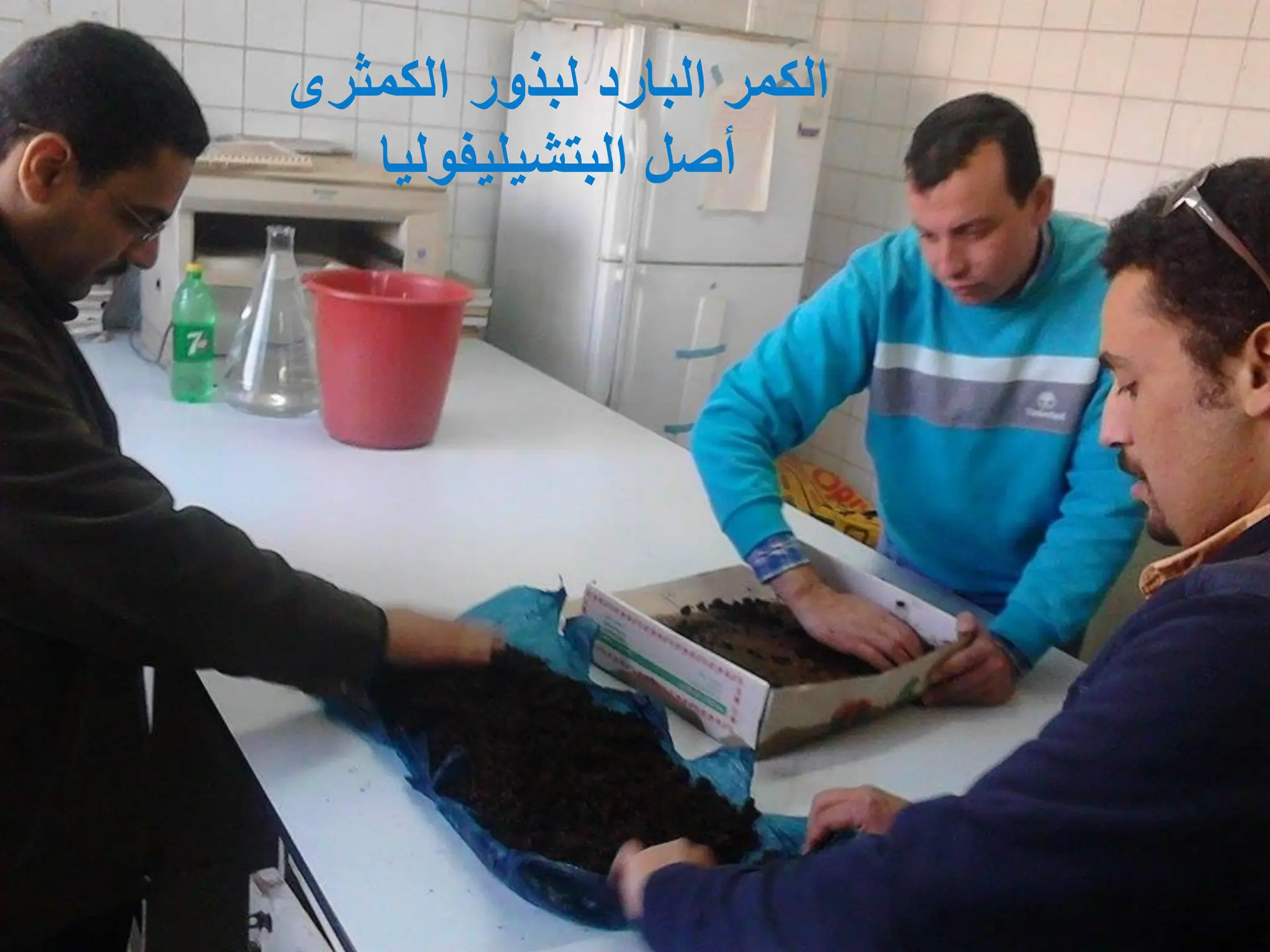 ‫الكمثرى‬ ‫لبذور‬ ‫البارد‬ ‫الكمر‬
‫البتشٌلٌفولٌا‬ ‫أصل‬
 