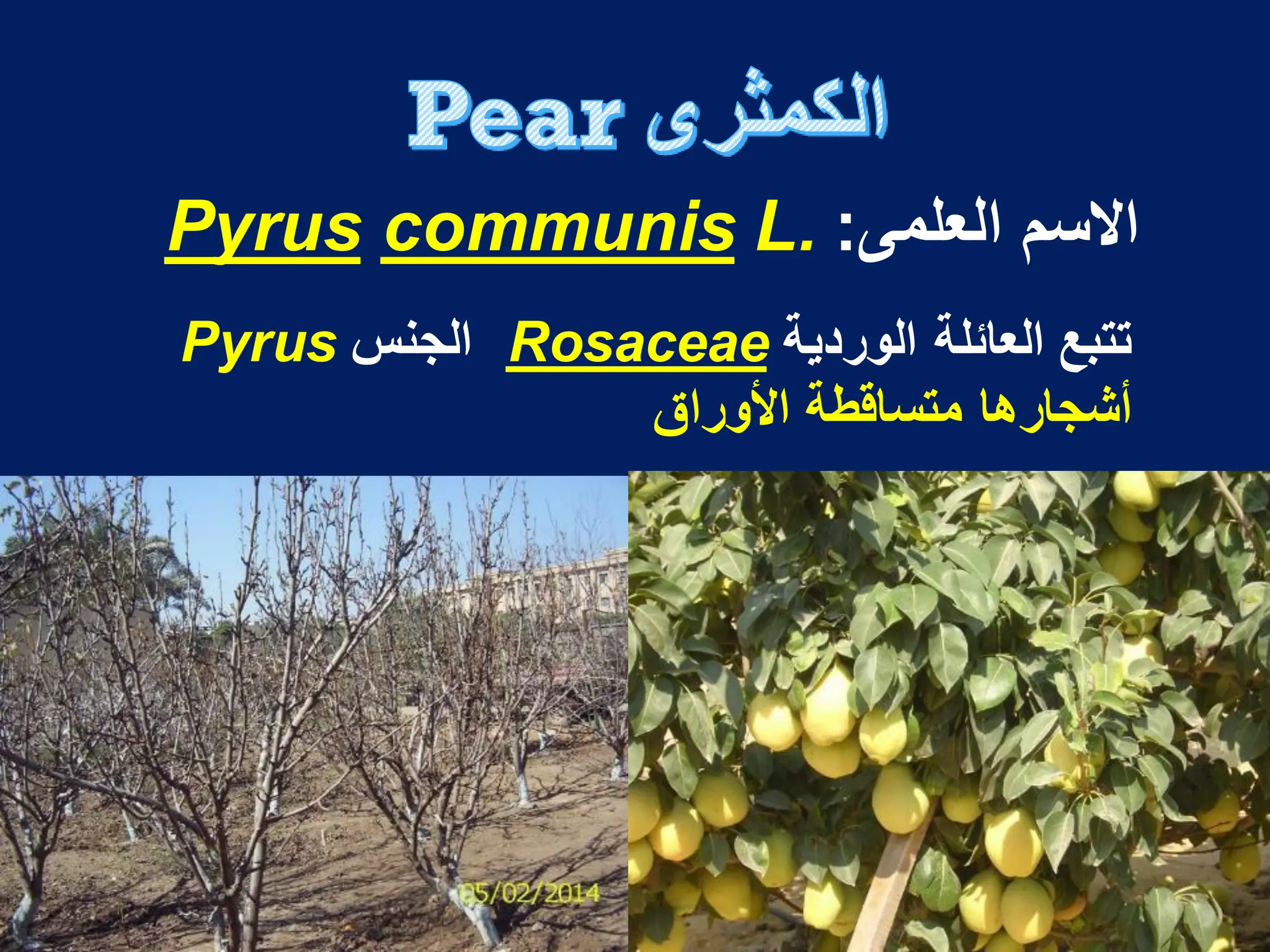 ‫العلمى‬ ‫االسم‬
:
L.
communis
Pyrus
‫تتبع‬
‫العائلة‬
‫الوردٌة‬
Rosaceae
‫الجنس‬
Pyrus
‫أشجارها‬
‫متساقطة‬
‫األوراق‬
 