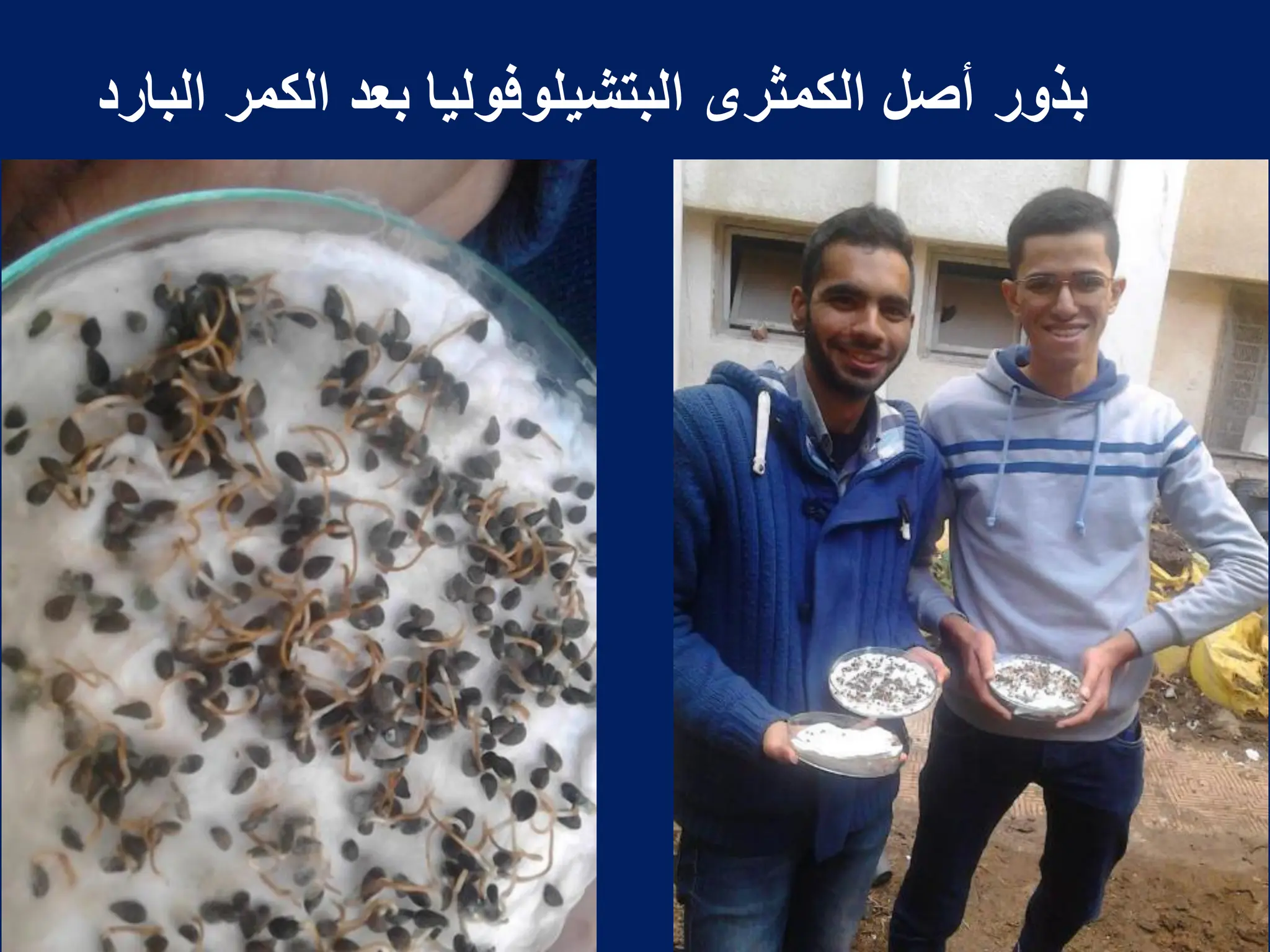 ‫البارد‬ ‫الكمر‬ ‫بعد‬ ‫البتشٌلوفولٌا‬ ‫الكمثرى‬ ‫أصل‬ ‫بذور‬
 