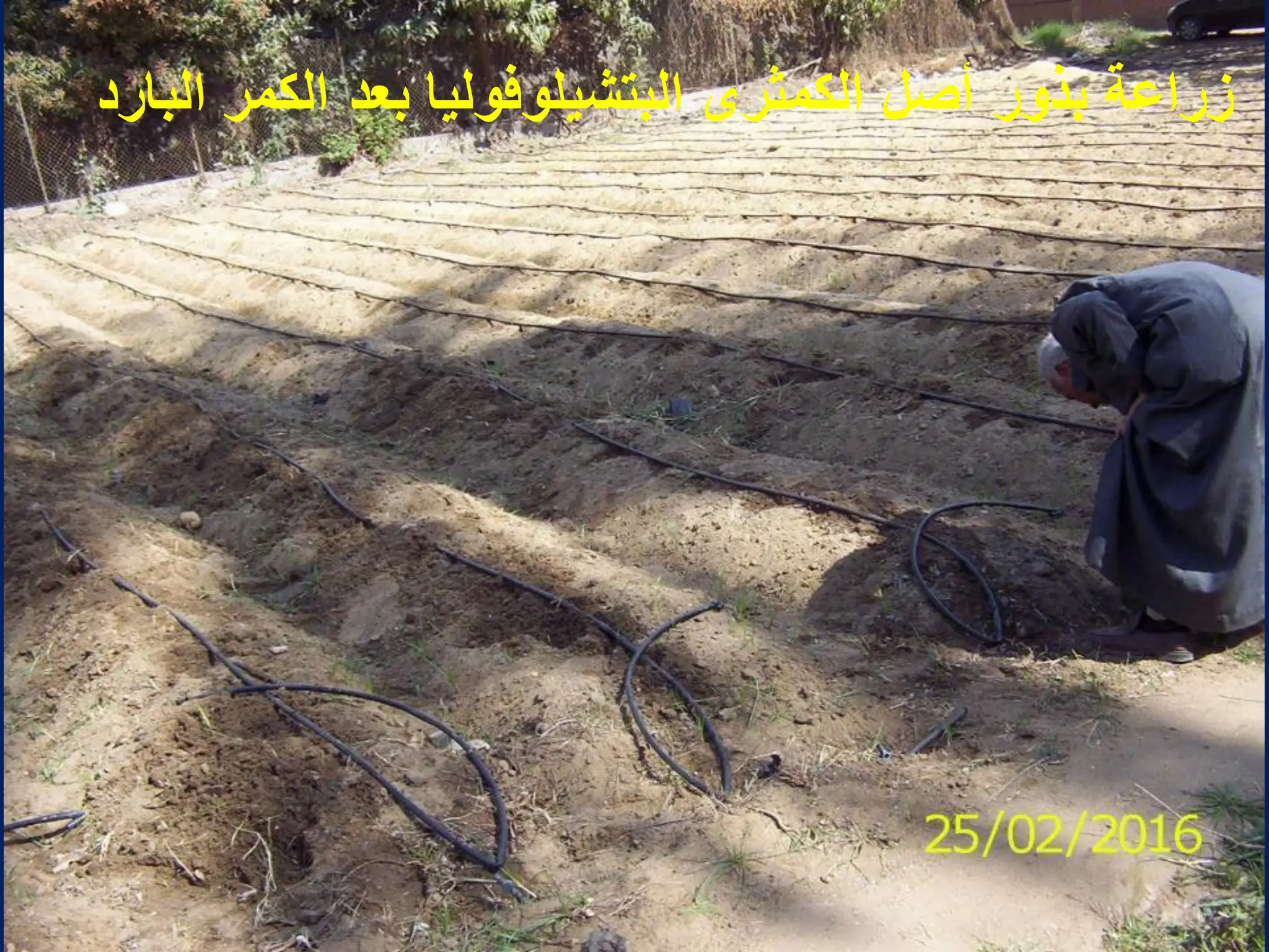 ‫البارد‬ ‫الكمر‬ ‫بعد‬ ‫البتشٌلوفولٌا‬ ‫الكمثرى‬ ‫أصل‬ ‫بذور‬ ‫زراعة‬
 