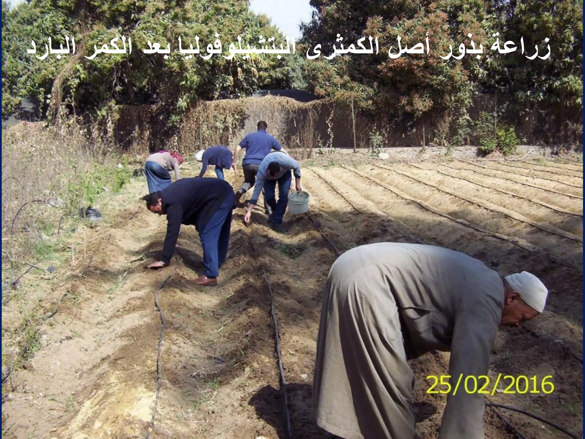 ‫البارد‬ ‫الكمر‬ ‫بعد‬ ‫البتشٌلوفولٌا‬ ‫الكمثرى‬ ‫أصل‬ ‫بذور‬ ‫زراعة‬
 