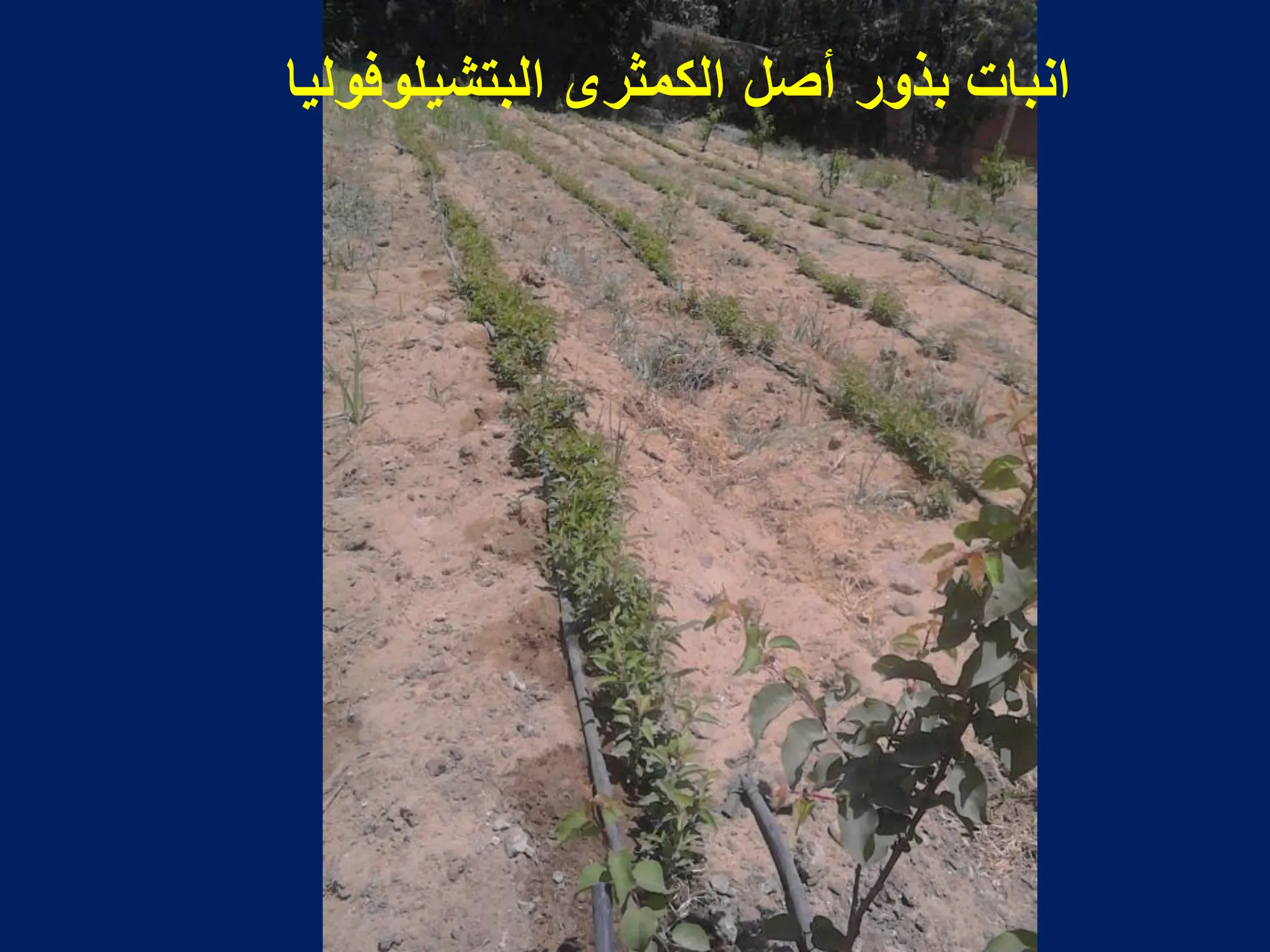 ‫البتشٌلوفولٌا‬ ‫الكمثرى‬ ‫أصل‬ ‫بذور‬ ‫انبات‬
 