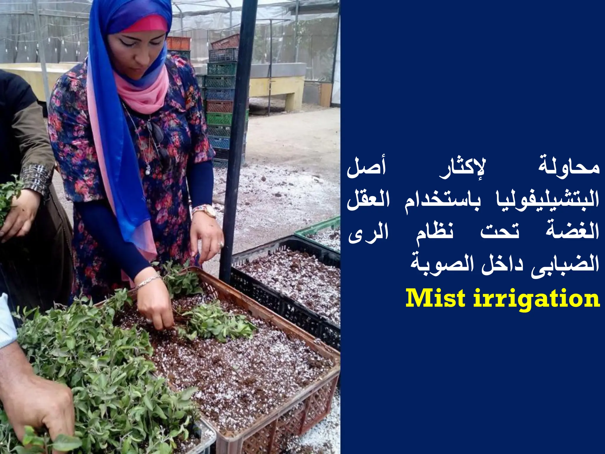 ‫محاولة‬
‫إلكثار‬
‫أصل‬
‫البتشٌلٌفولٌا‬
‫باستخدام‬
‫العقل‬
‫الؽضة‬
‫تحت‬
‫نظام‬
‫الرى‬
‫الضبابى‬
‫داخل‬
‫الصوبة‬
Mist irrigation
 