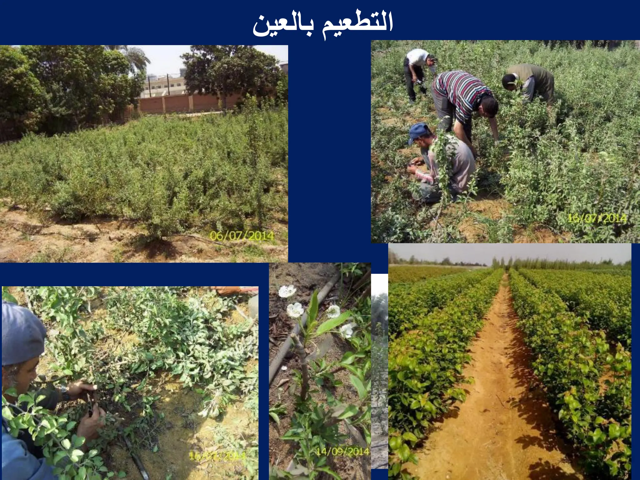 ‫بالعٌن‬ ‫التطعٌم‬
 