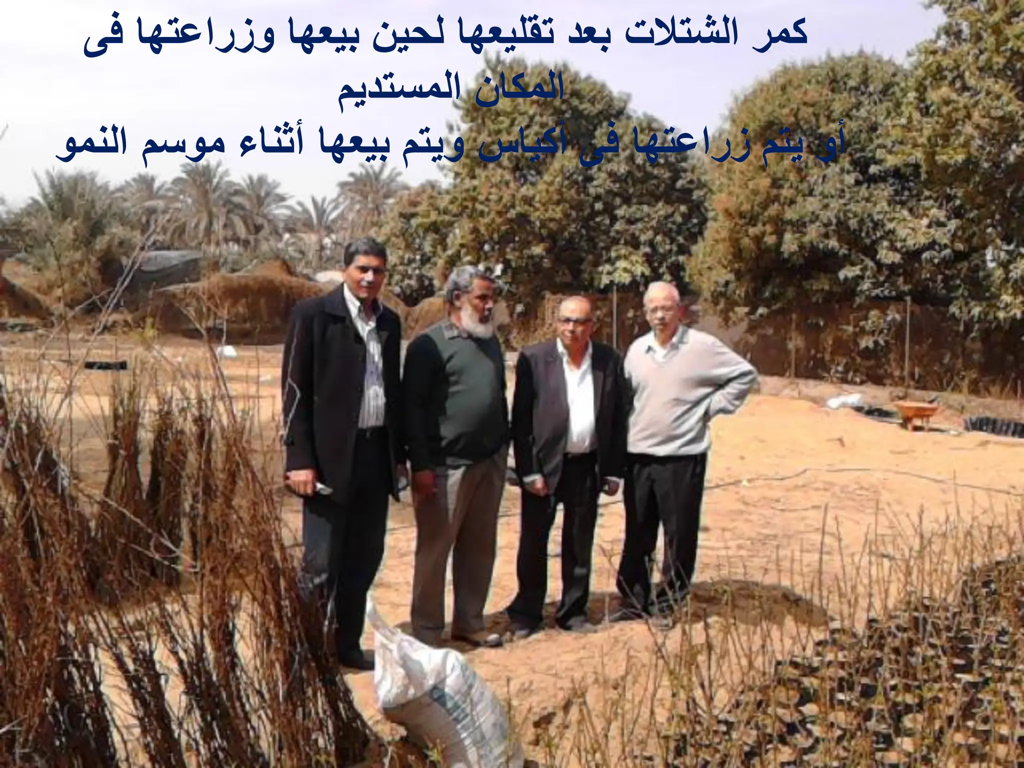 ‫فى‬ ‫وزراعتها‬ ‫بٌعها‬ ‫لحٌن‬ ‫تقلٌعها‬ ‫بعد‬ ‫الشتالت‬ ‫كمر‬
‫المستدٌم‬ ‫المكان‬
‫النمو‬ ‫موسم‬ ‫أثناء‬ ‫بٌعها‬ ‫وٌتم‬ ‫أكٌاس‬ ‫فى‬ ‫زراعتها‬ ‫ٌتم‬ ‫أو‬
 