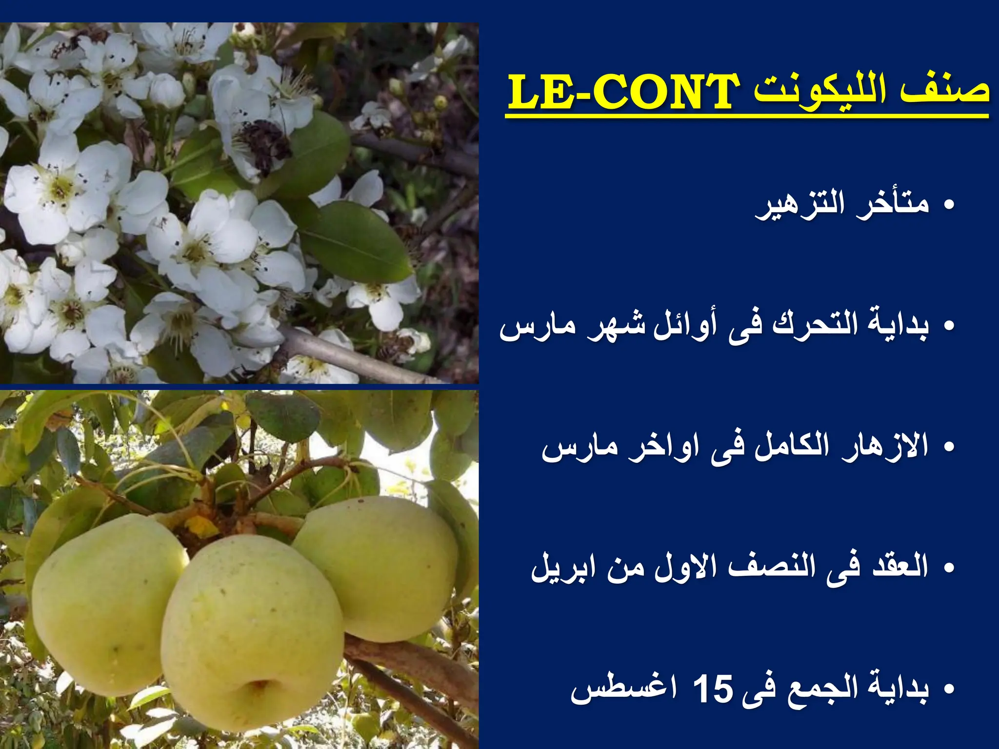 ‫انهيكىوج‬ ‫صىف‬
CONT
-
LE
•
‫التزهٌر‬ ‫متأخر‬
•
‫مارس‬ ‫شهر‬ ‫أوائل‬ ‫فى‬ ‫التحرك‬ ‫بداٌة‬
•
‫مارس‬ ‫اواخر‬ ‫فى‬ ‫الكامل‬ ‫االزهار‬
•
‫ابرٌل‬ ‫من‬ ‫االول‬ ‫النصؾ‬ ‫فى‬ ‫العقد‬
•
‫فى‬ ‫الجمع‬ ‫بداٌة‬
15
‫اؼسطس‬
 