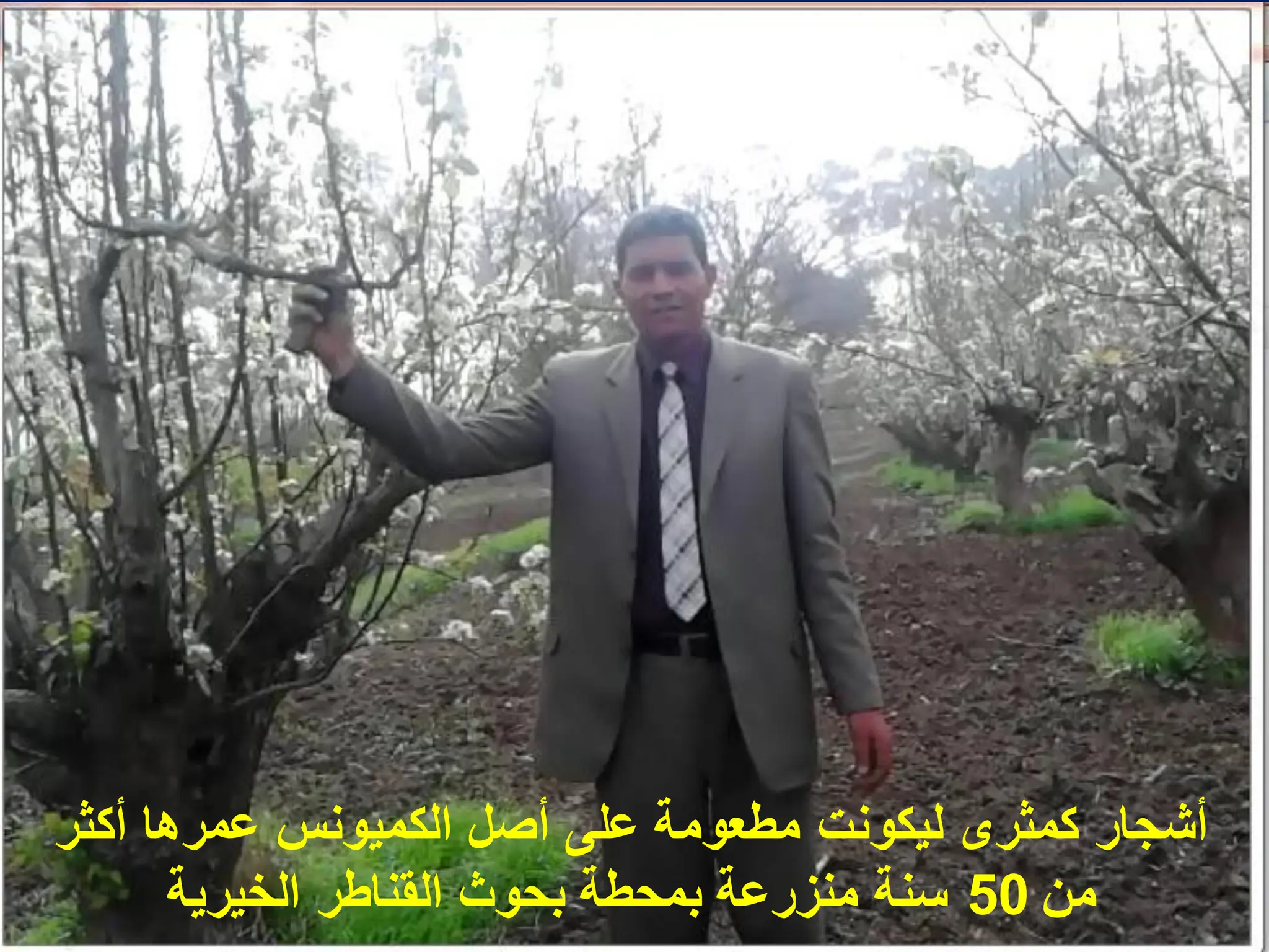 ‫أكثر‬ ‫عمرها‬ ‫الكمٌونس‬ ‫أصل‬ ‫على‬ ‫مطعومة‬ ‫لٌكونت‬ ‫كمثرى‬ ‫أشجار‬
‫من‬
50
‫الخٌرٌة‬ ‫القناطر‬ ‫بحوث‬ ‫بمحطة‬ ‫منزرعة‬ ‫سنة‬
 