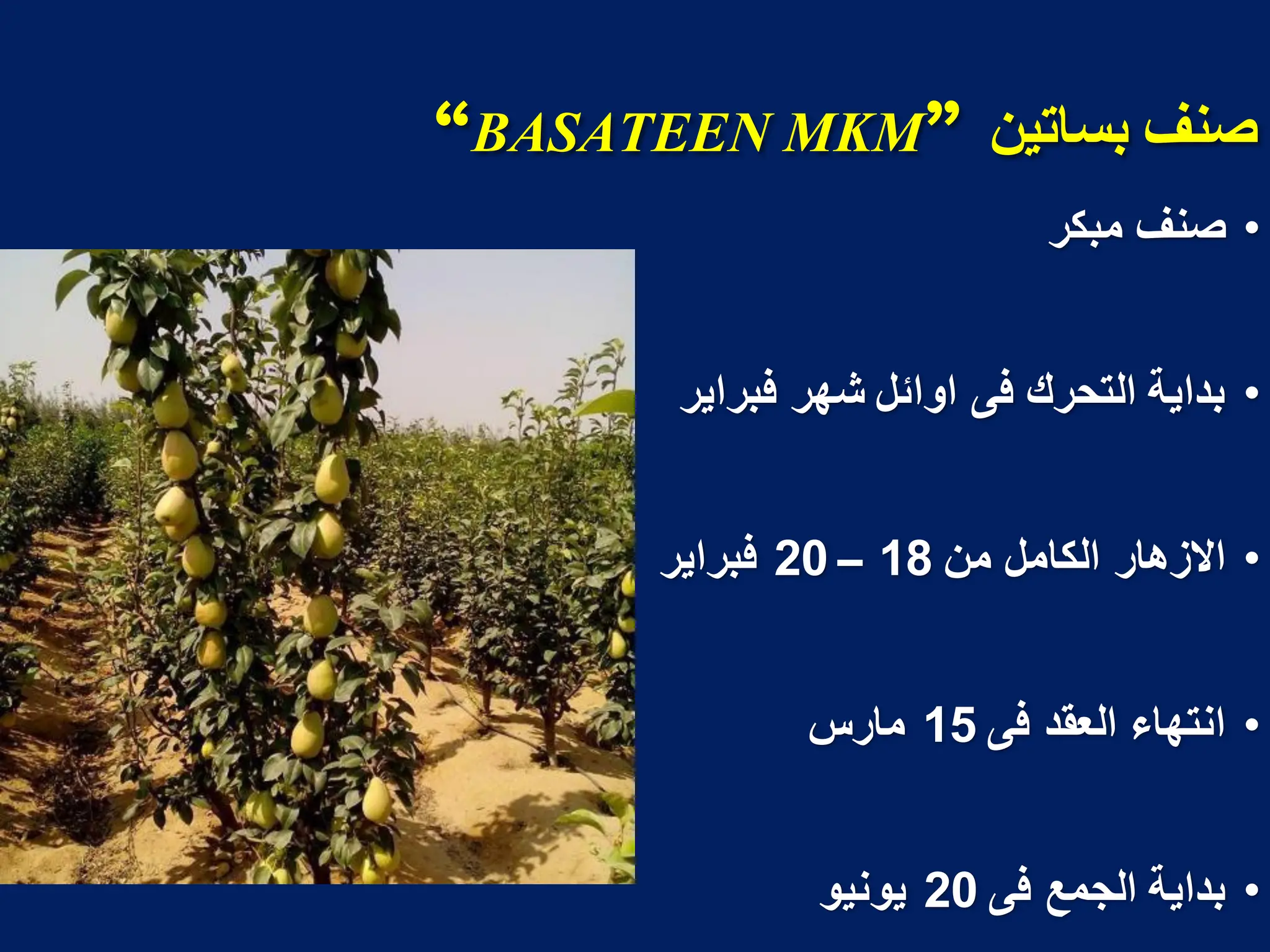 ‫بساحيه‬ ‫صىف‬
“BASATEEN MKM”
•
‫مبكر‬ ‫صنؾ‬
•
‫فبراٌر‬ ‫شهر‬ ‫اوائل‬ ‫فى‬ ‫التحرك‬ ‫بداٌة‬
•
‫من‬ ‫الكامل‬ ‫االزهار‬
18
–
20
‫فبراٌر‬
•
‫فى‬ ‫العقد‬ ‫انتهاء‬
15
‫مارس‬
•
‫فى‬ ‫الجمع‬ ‫بداٌة‬
20
‫ٌونٌو‬
 