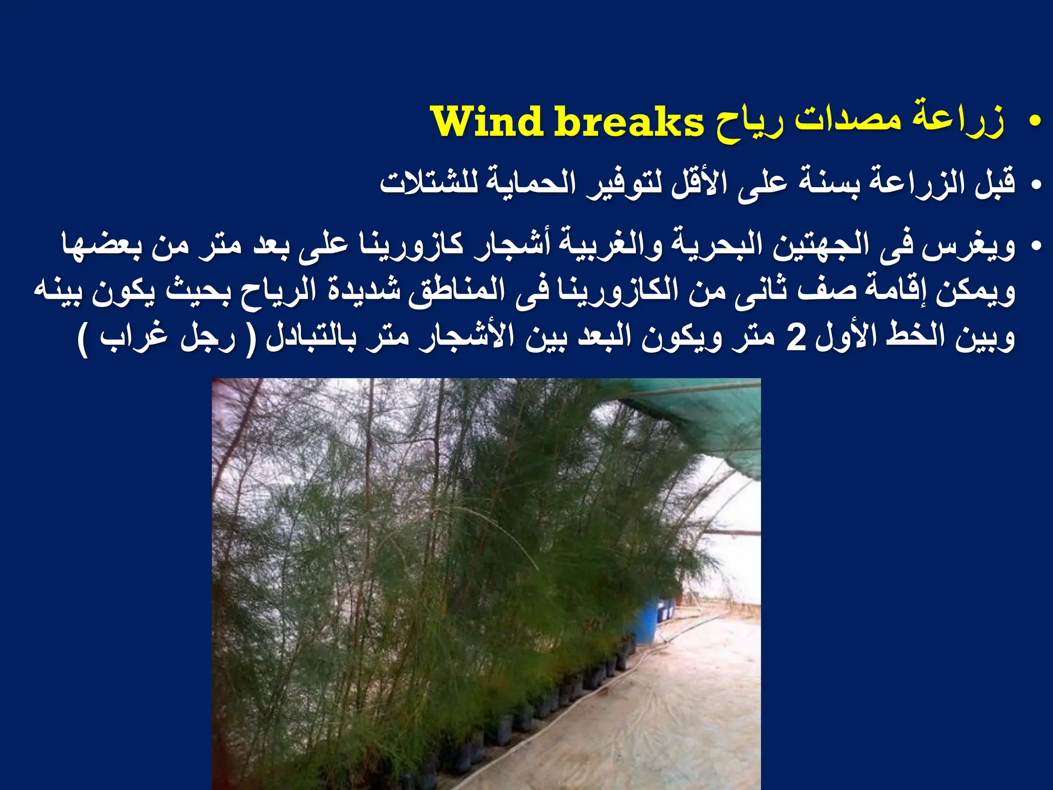 •
‫رٌاح‬ ‫مصدات‬ ‫زراعة‬
Wind breaks
•
‫للشتالت‬ ‫الحماٌة‬ ‫لتوفٌر‬ ‫األقل‬ ‫على‬ ‫بسنة‬ ‫الزراعة‬ ‫قبل‬
•
‫بعضها‬ ‫من‬ ‫متر‬ ‫بعد‬ ‫على‬ ‫كازورٌنا‬ ‫أشجار‬ ‫والؽربٌة‬ ‫البحرٌة‬ ‫الجهتٌن‬ ‫فى‬ ‫وٌؽرس‬
‫بٌنه‬ ‫ٌكون‬ ‫بحٌث‬ ‫الرٌاح‬ ‫شدٌدة‬ ‫المناطق‬ ‫فى‬ ‫الكازورٌنا‬ ‫من‬ ‫ثانى‬ ‫صؾ‬ ‫إقامة‬ ‫وٌمكن‬
‫األول‬ ‫الخط‬ ‫وبٌن‬
2
‫بالتبادل‬ ‫متر‬ ‫األشجار‬ ‫بٌن‬ ‫البعد‬ ‫وٌكون‬ ‫متر‬
(
‫ؼراب‬ ‫رجل‬
)
 