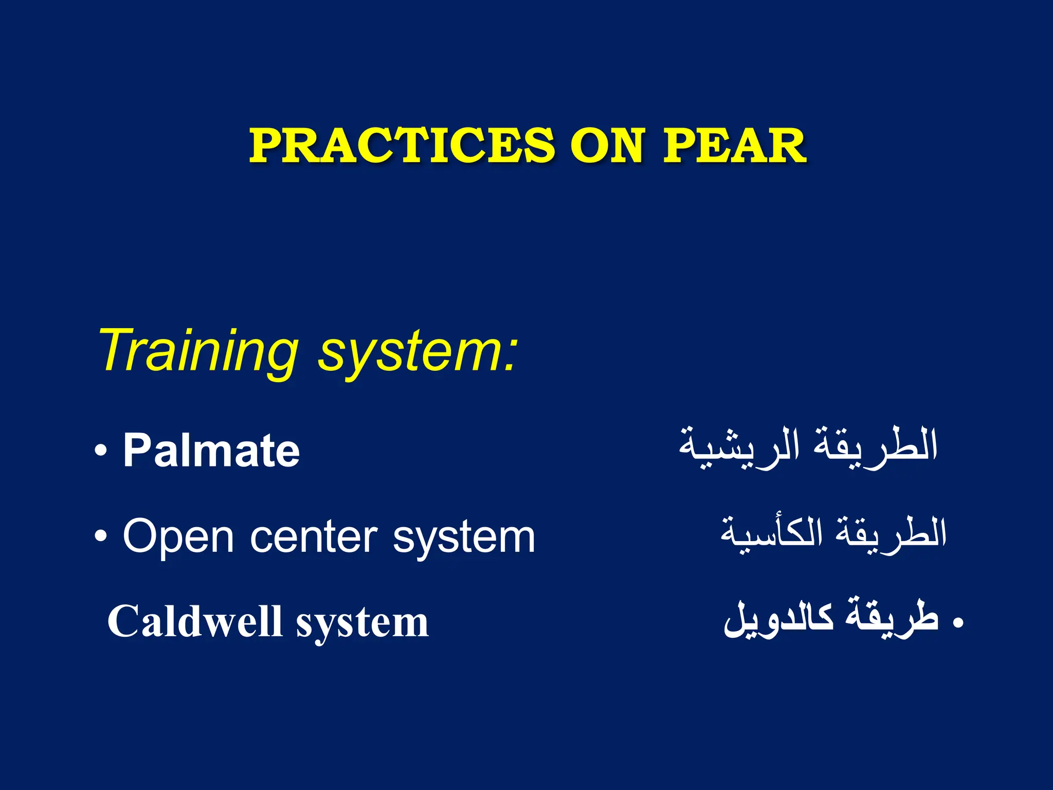 PRACTICES ON PEAR
Training system:
• Palmate ‫الريشية‬ ‫الطريقة‬
• Open center system ‫الكأسية‬ ‫الطريقة‬
•
‫كالدوٌل‬ ‫طرٌقة‬
Caldwell system
 