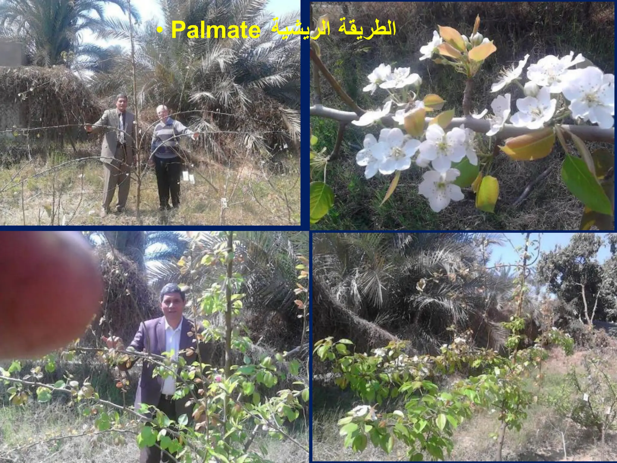 • Palmate ‫انشيشيت‬ ‫انطشيمت‬
 