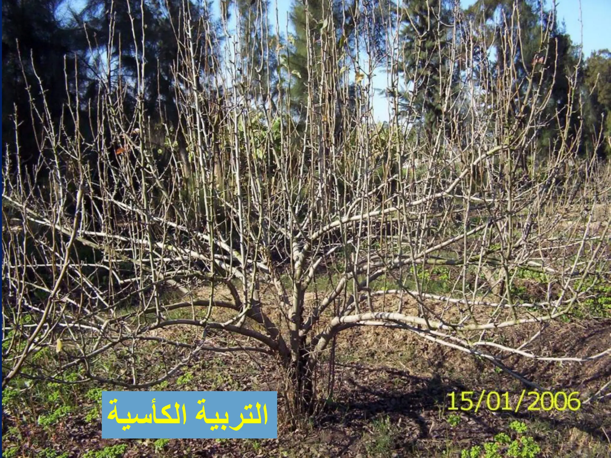 ‫الكأسٌة‬ ‫التربٌة‬
 