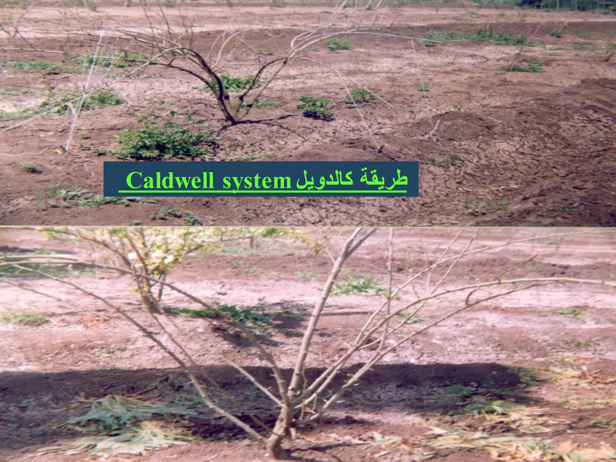 ‫كالدوٌل‬ ‫طرٌقة‬
Caldwell system
 
