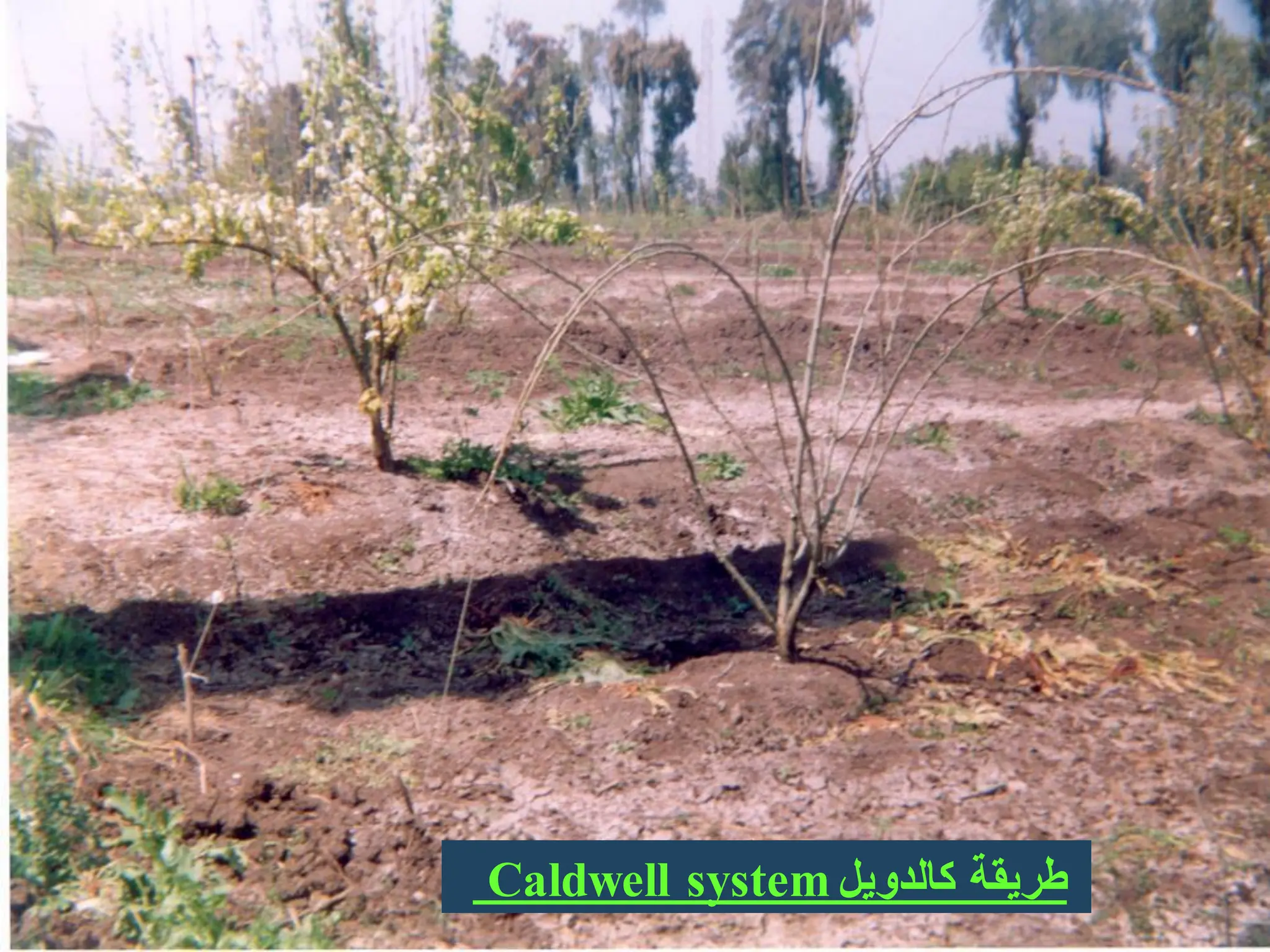 ‫كالدوٌل‬ ‫طرٌقة‬
Caldwell system
 