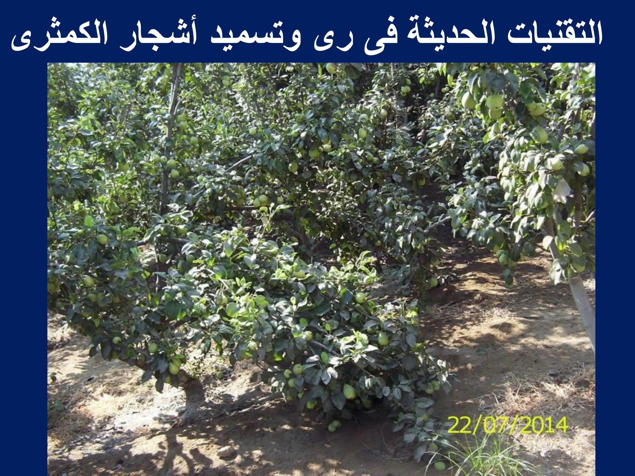 ‫الكمثرى‬ ‫أشجار‬ ‫وتسمٌد‬ ‫رى‬ ‫فى‬ ‫الحدٌثة‬ ‫التقنٌات‬
 