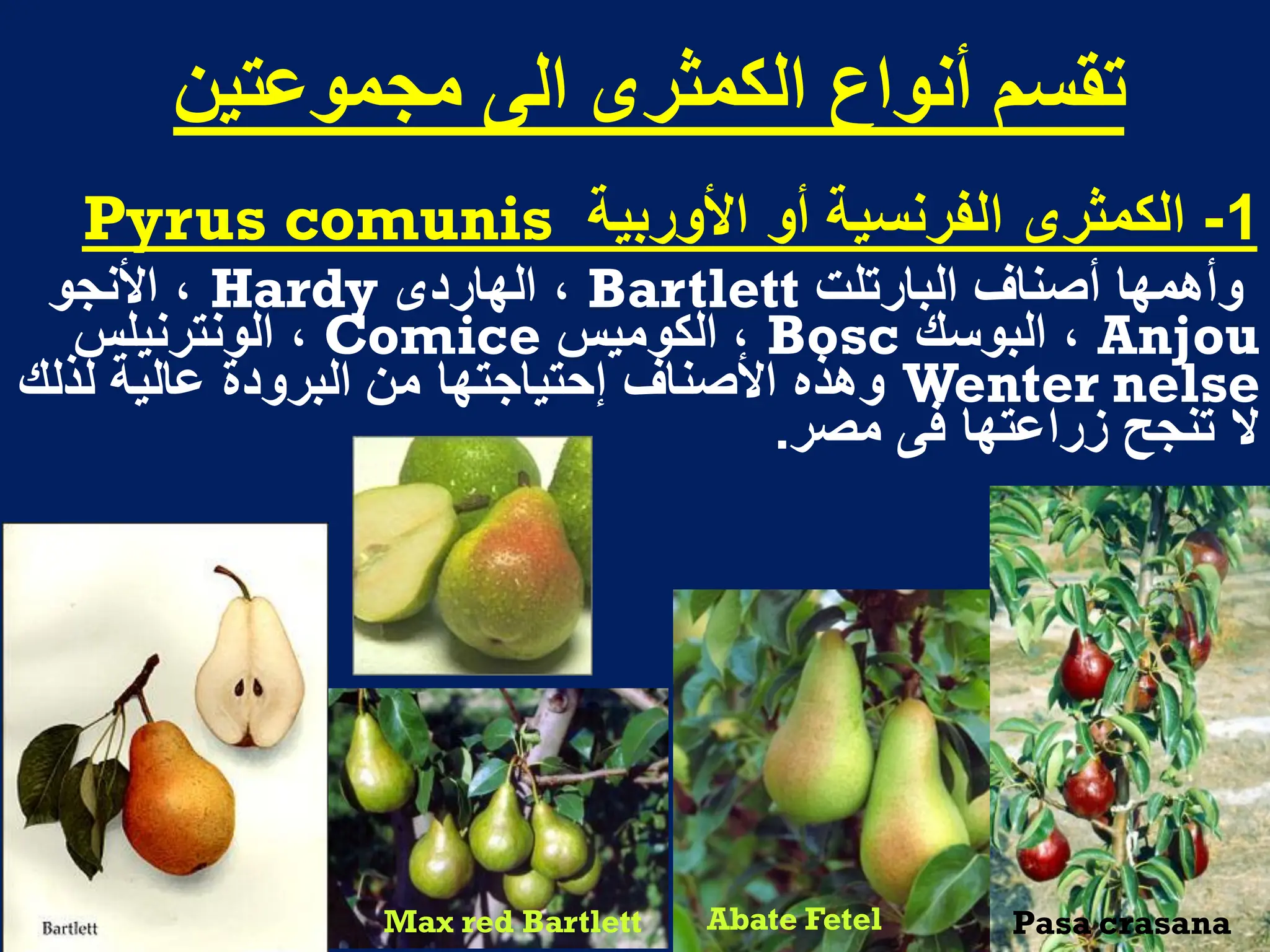 ‫مجمىعخيه‬ ً‫ان‬ ‫انكمثشي‬ ‫أوىاع‬ ‫حمسم‬
1
-
‫األوربٌة‬ ‫أو‬ ‫الفرنسٌة‬ ‫الكمثرى‬
comunis
Pyrus
‫البارتلت‬ ‫أصناؾ‬ ‫وأهمها‬
Bartlett
‫الهاردى‬ ،
Hardy
‫األنجو‬ ،
Anjou
‫البوسك‬ ،
Bosc
‫الكومٌس‬ ،
Comice
‫الونترنٌلس‬ ،
Wenter nelse
‫وهذه‬
‫األصناؾ‬
‫لذلك‬ ‫عالٌة‬ ‫البرودة‬ ‫من‬ ‫إحتٌاجتها‬
‫مصر‬ ‫فى‬ ‫زراعتها‬ ‫تنجح‬ ‫ال‬
.
Max red Bartlett Pasa crasana
Abate Fetel
 
