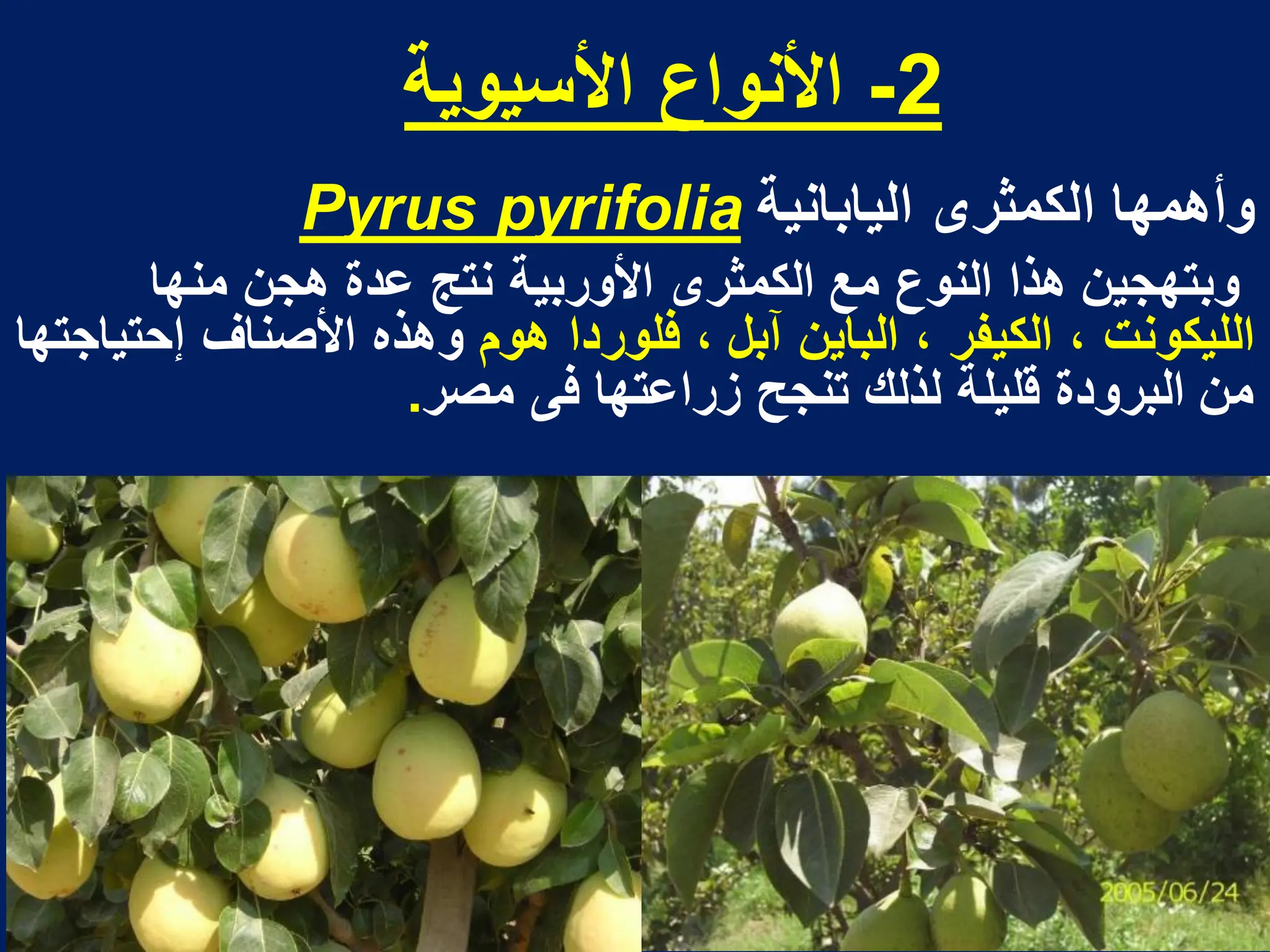 ‫األسٌوٌة‬ ‫األنواع‬ -2
‫الٌابانٌة‬ ‫الكمثرى‬ ‫وأهمها‬
pyrifolia
Pyrus
‫منها‬ ‫هجن‬ ‫عدة‬ ‫نتج‬ ‫األوربٌة‬ ‫الكمثرى‬ ‫مع‬ ‫النوع‬ ‫هذا‬ ‫وبتهجٌن‬
‫هوم‬ ‫فلوردا‬ ، ‫آبل‬ ‫الباٌن‬ ، ‫الكٌفر‬ ، ‫اللٌكونت‬
‫إحتٌاجتها‬ ‫األصناؾ‬ ‫وهذه‬
‫مصر‬ ‫فى‬ ‫زراعتها‬ ‫تنجح‬ ‫لذلك‬ ‫قلٌلة‬ ‫البرودة‬ ‫من‬
.
 