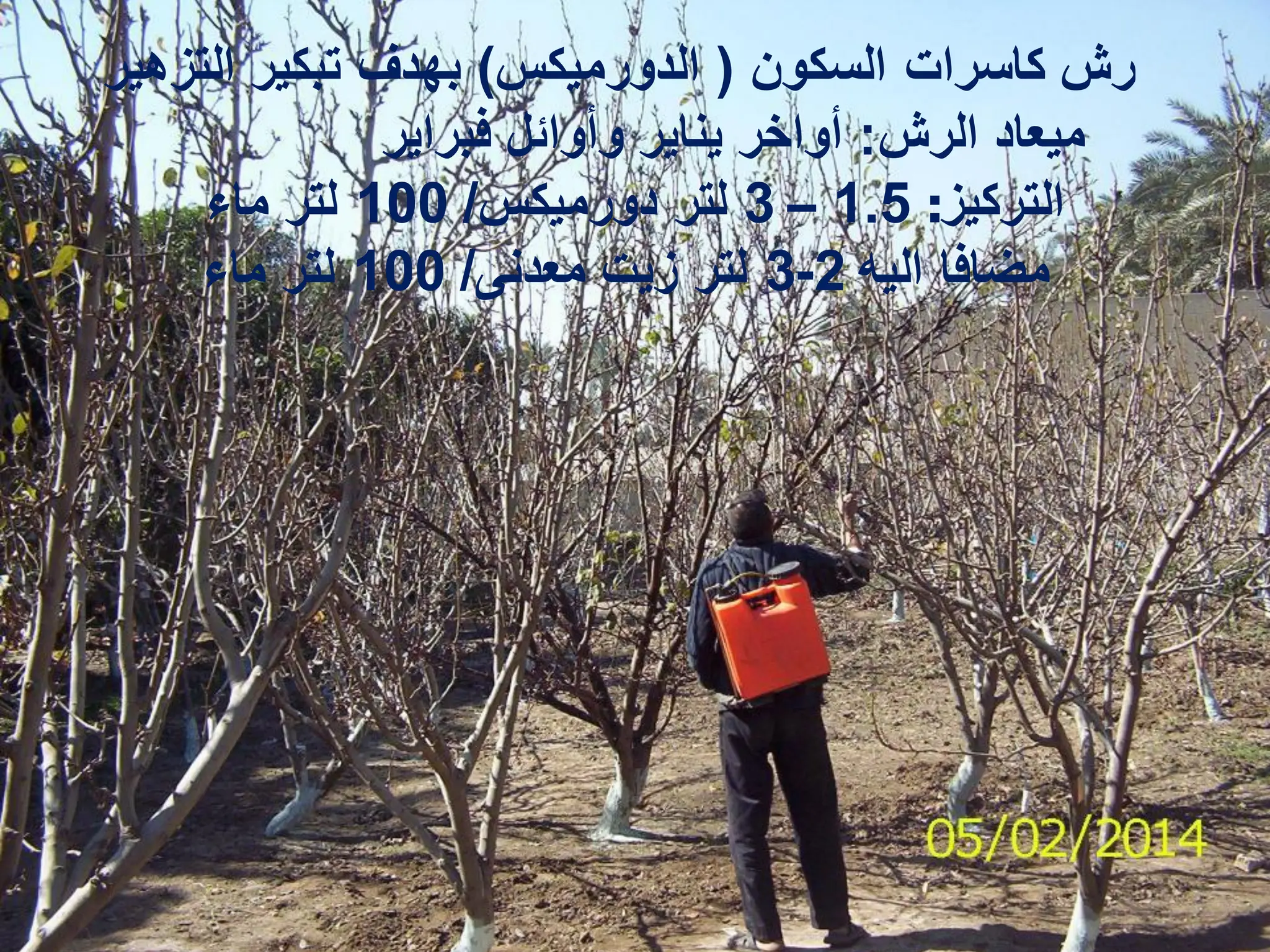 ‫السكون‬ ‫كاسرات‬ ‫رش‬
(
‫الدورمٌكس‬
)
‫التزهٌر‬ ‫تبكٌر‬ ‫بهدؾ‬
‫الرش‬ ‫مٌعاد‬
:
‫فبراٌر‬ ‫وأوائل‬ ‫ٌناٌر‬ ‫أواخر‬
‫التركٌز‬
:
1.5
–
3
‫دورمٌكس‬ ‫لتر‬
/
100
‫ماء‬ ‫لتر‬
‫الٌه‬ ‫مضافا‬
2
-
3
‫معدنى‬ ‫زٌت‬ ‫لتر‬
/
100
‫ماء‬ ‫لتر‬
 