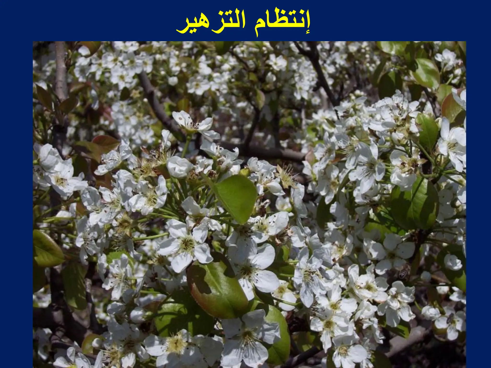 ‫التزهٌر‬ ‫إنتظام‬
 