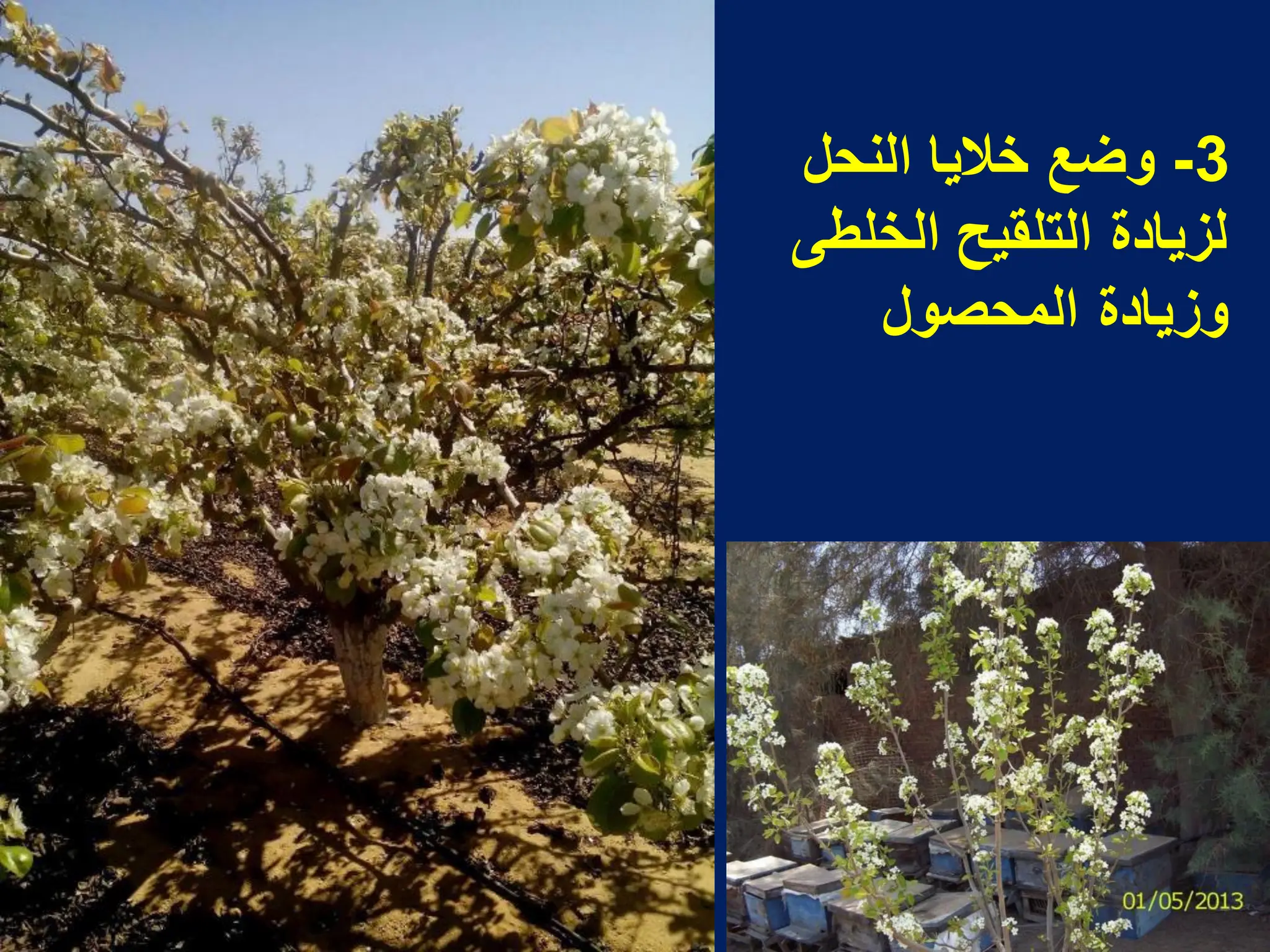 3
-
‫النحل‬ ‫خالٌا‬ ‫وضع‬
‫الخلطى‬ ‫التلقٌح‬ ‫لزٌادة‬
‫المحصول‬ ‫وزٌادة‬
 