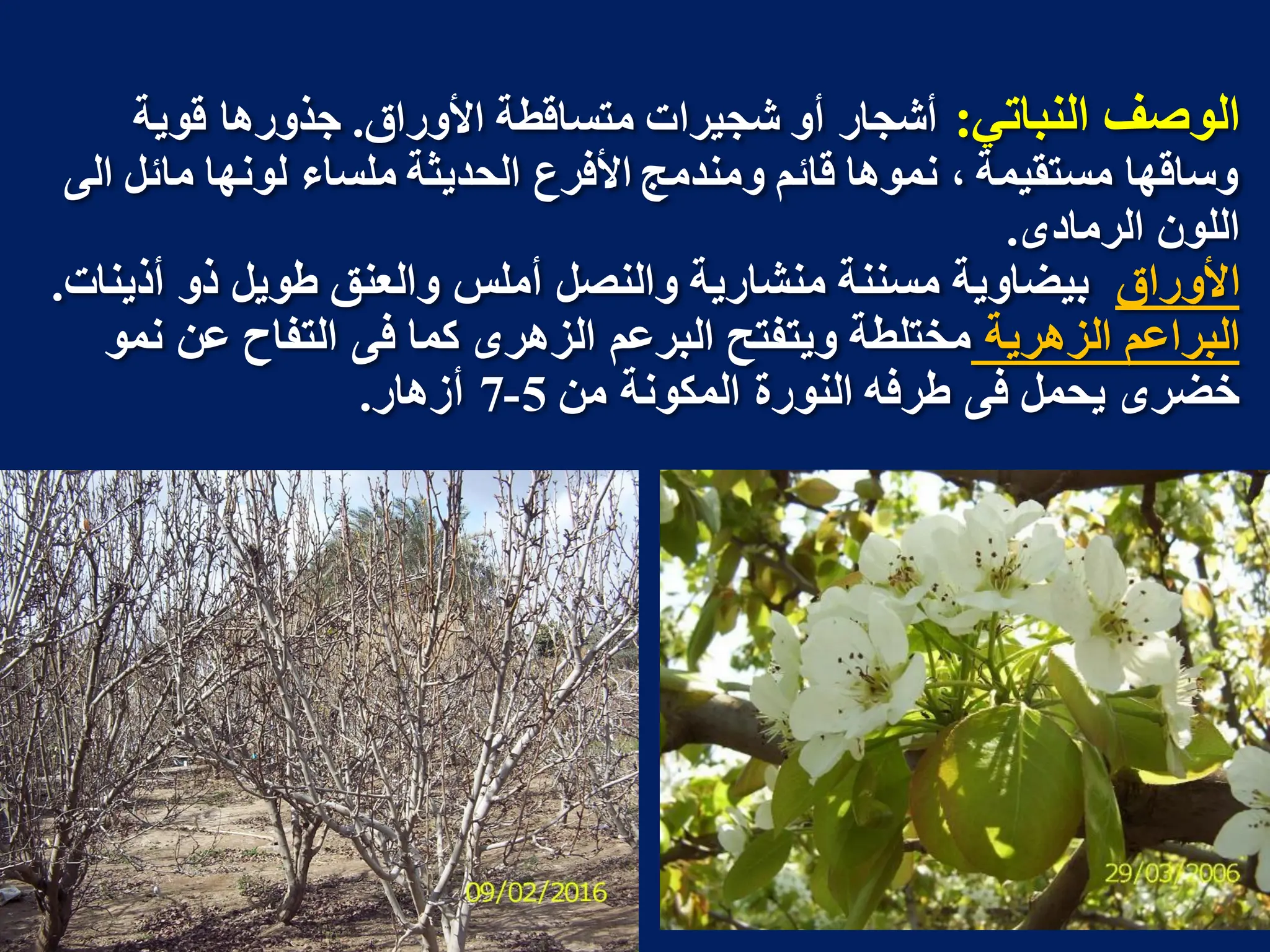 ‫انىباحي‬ ‫انىصف‬
:
‫األوساق‬ ‫مخسالطت‬ ‫شجيشاث‬ ‫أو‬ ‫أشجاس‬
.
‫لىيت‬ ‫جزوسها‬
‫ما‬ ‫نىوها‬ ‫مهساء‬ ‫انذذيثت‬ ‫األفشع‬ ‫ومىذمج‬ ‫لائم‬ ‫ومىها‬ ، ‫مسخميمت‬ ‫وسالها‬
ً‫ان‬ ‫ئم‬
‫انشمادي‬ ‫انهىن‬
.
‫األوساق‬
‫أريىاث‬ ‫رو‬ ‫طىيم‬ ‫وانعىك‬ ‫أمهس‬ ‫وانىصم‬ ‫مىشاسيت‬ ‫مسىىت‬ ‫بيضاويت‬
.
‫انضهشيت‬ ‫انبشاعم‬
‫ومى‬ ‫عه‬ ‫انخفاح‬ ً‫ف‬ ‫كما‬ ‫انضهشي‬ ‫انبشعم‬ ‫ويخفخخ‬ ‫مخخهطت‬
‫مه‬ ‫انمكىوت‬ ‫انىىسة‬ ‫طشفه‬ ً‫ف‬ ‫يذمم‬ ‫خضشي‬
5
-
7
‫أصهاس‬
.
 