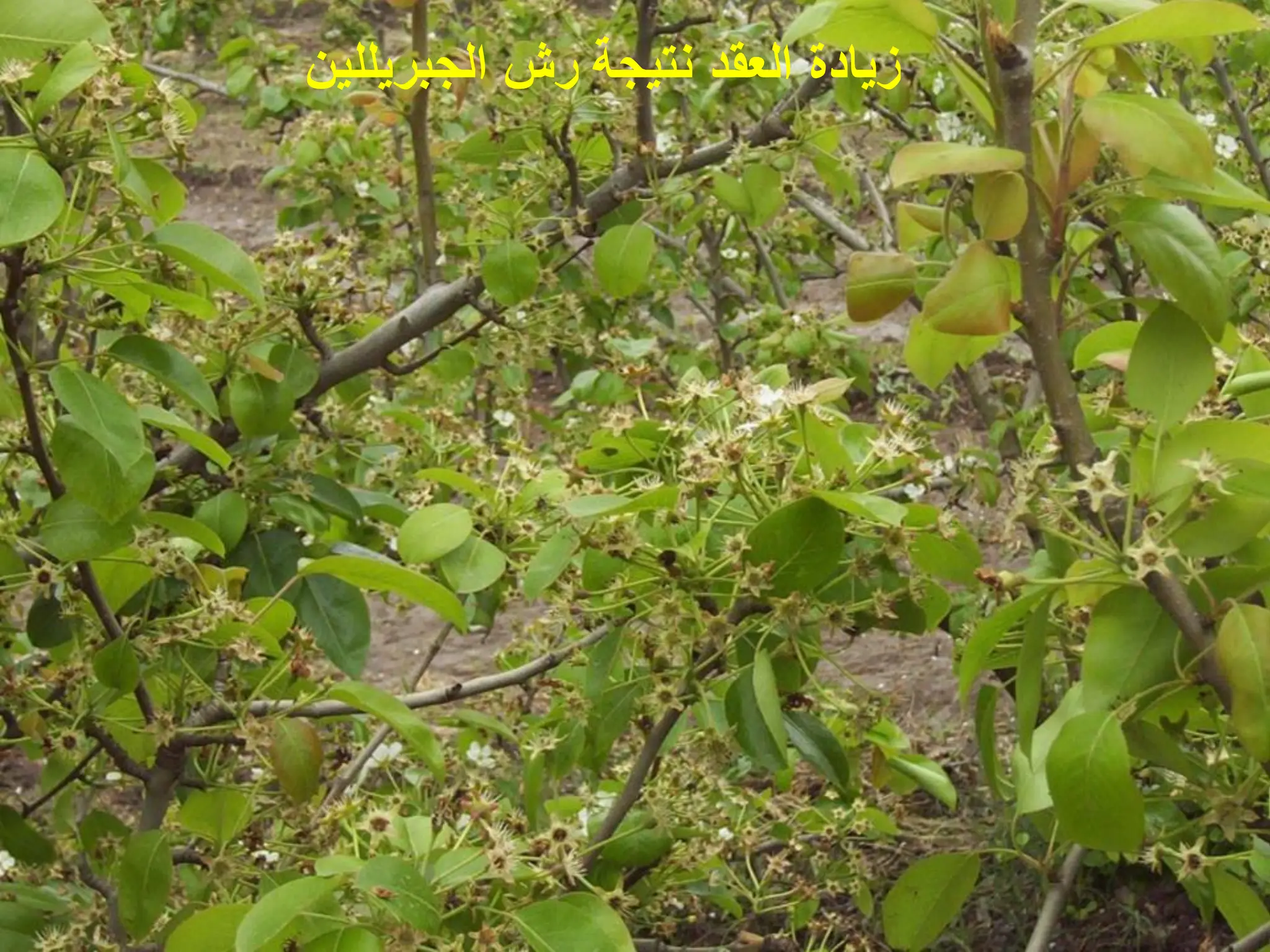 ‫الجبرٌللٌن‬ ‫رش‬ ‫نتٌجة‬ ‫العقد‬ ‫زٌادة‬
 