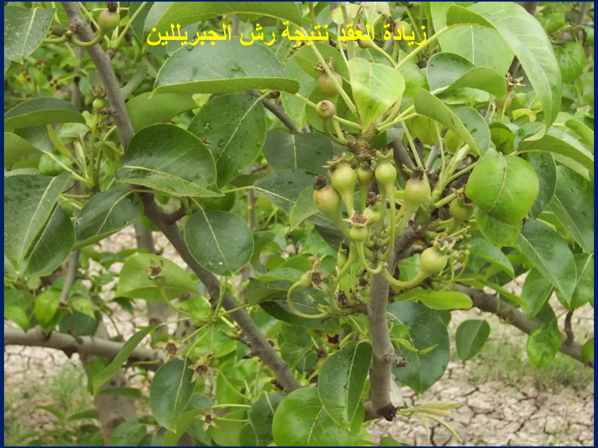 ‫الجبرٌللٌن‬ ‫رش‬ ‫نتٌجة‬ ‫العقد‬ ‫زٌادة‬
 