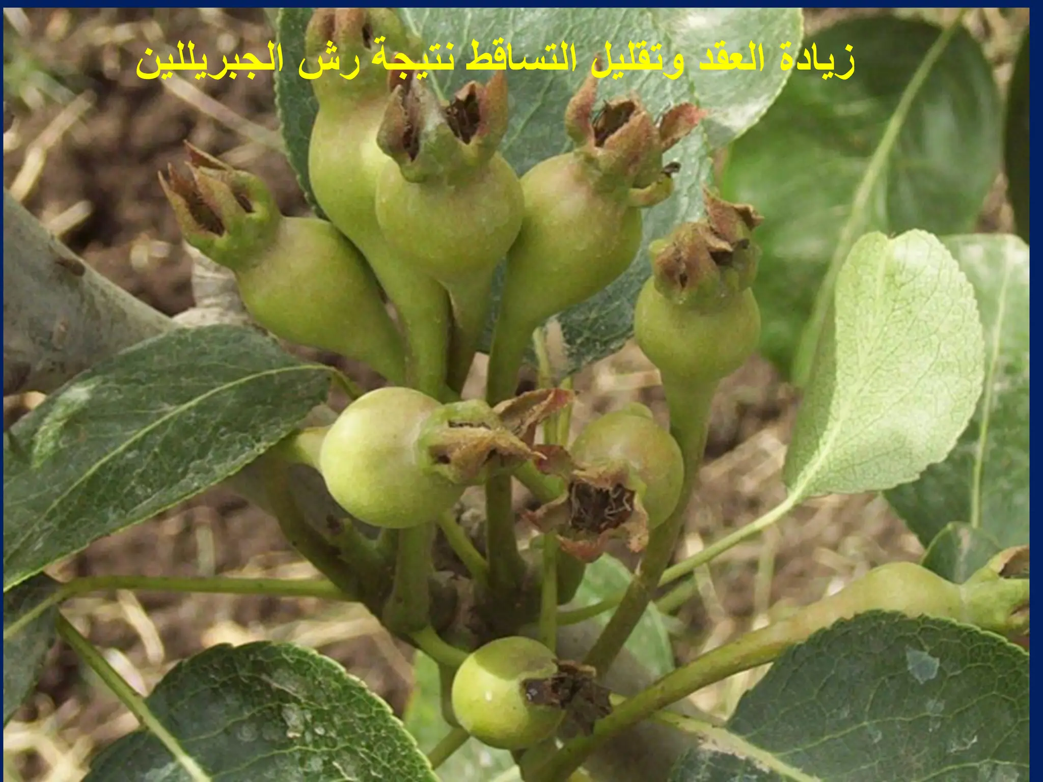 ‫الجبرٌللٌن‬ ‫رش‬ ‫نتٌجة‬ ‫التساقط‬ ‫وتقلٌل‬ ‫العقد‬ ‫زٌادة‬
 