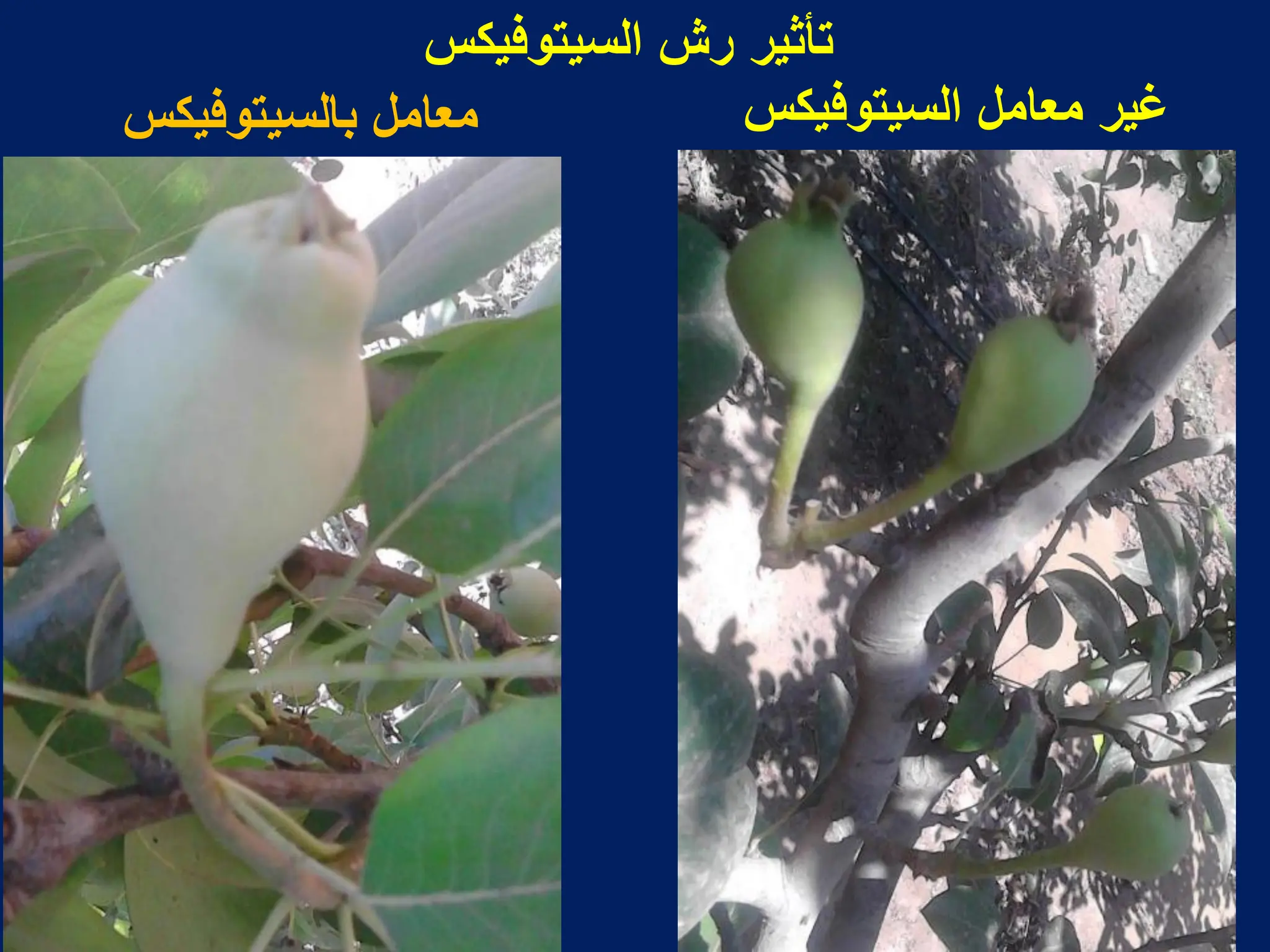 ‫السٌتوفٌكس‬ ‫رش‬ ‫تأثٌر‬
‫السٌتوفٌكس‬ ‫معامل‬ ‫ؼٌر‬
‫بالسٌتوفٌكس‬ ‫معامل‬
 